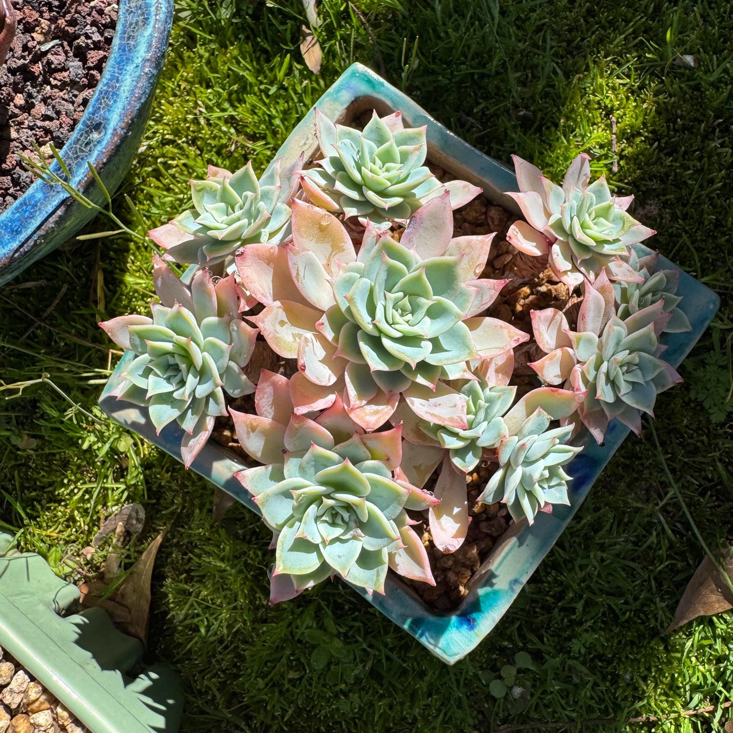 Rare live succulent plant , Echeveria 'pansy' cluster, 4.4inches , Bare Root