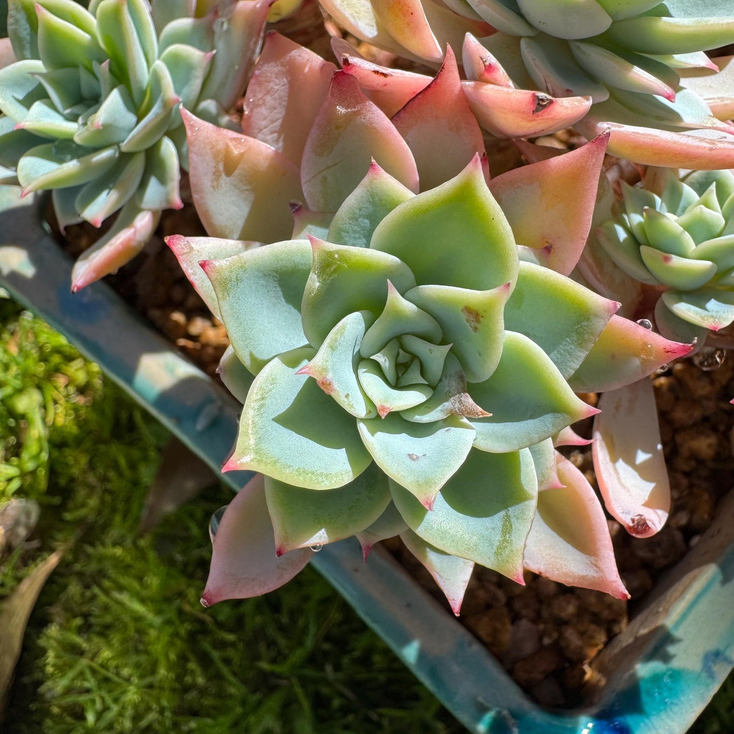 Rare live succulent plant , Echeveria 'pansy' cluster, 4.4inches , Bare Root
