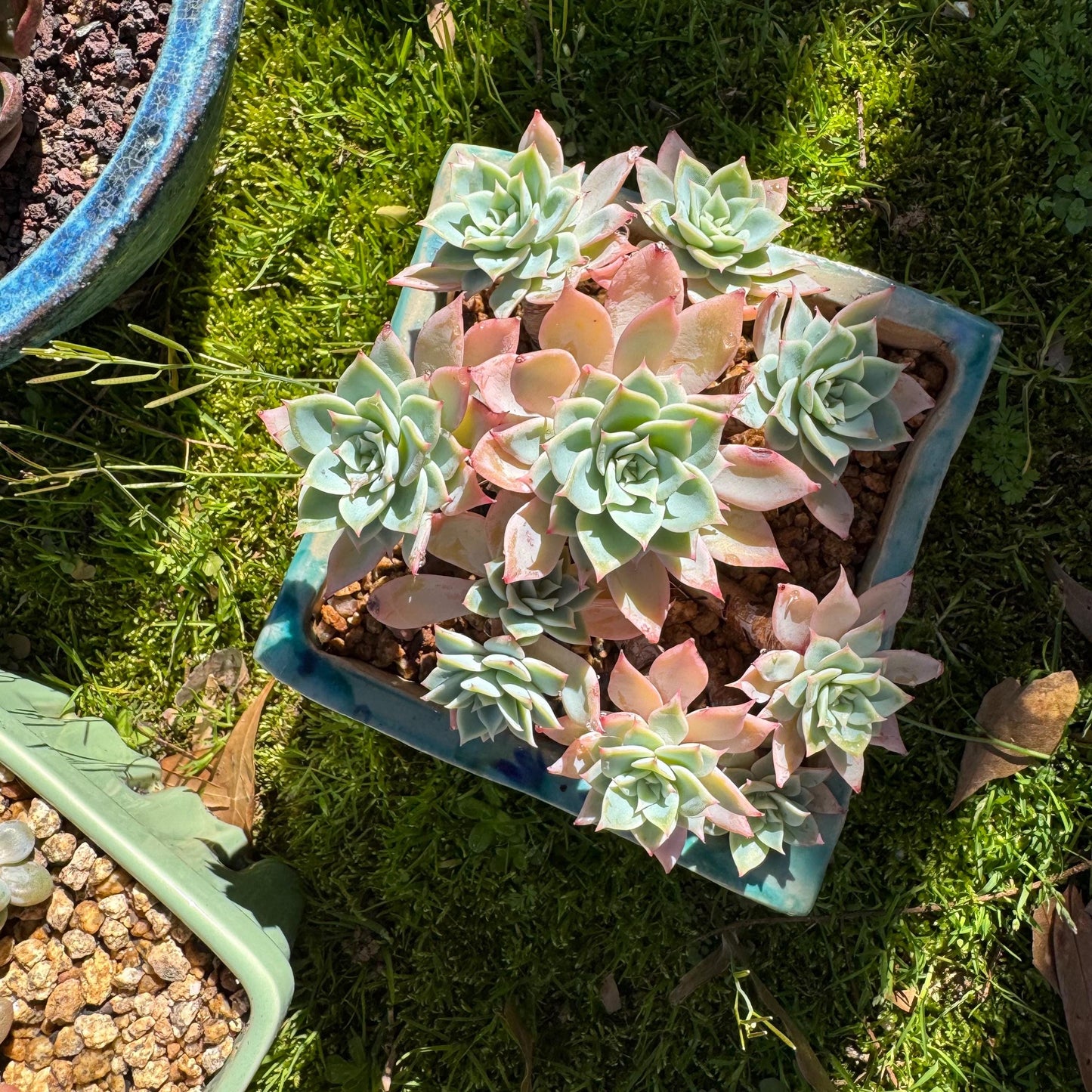 Rare live succulent plant , Echeveria 'pansy' cluster, 4.4inches , Bare Root
