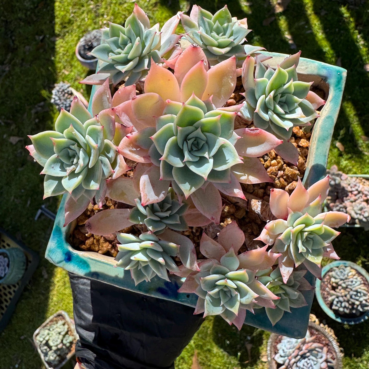Rare live succulent plant , Echeveria 'pansy' cluster, 4.4inches , Bare Root