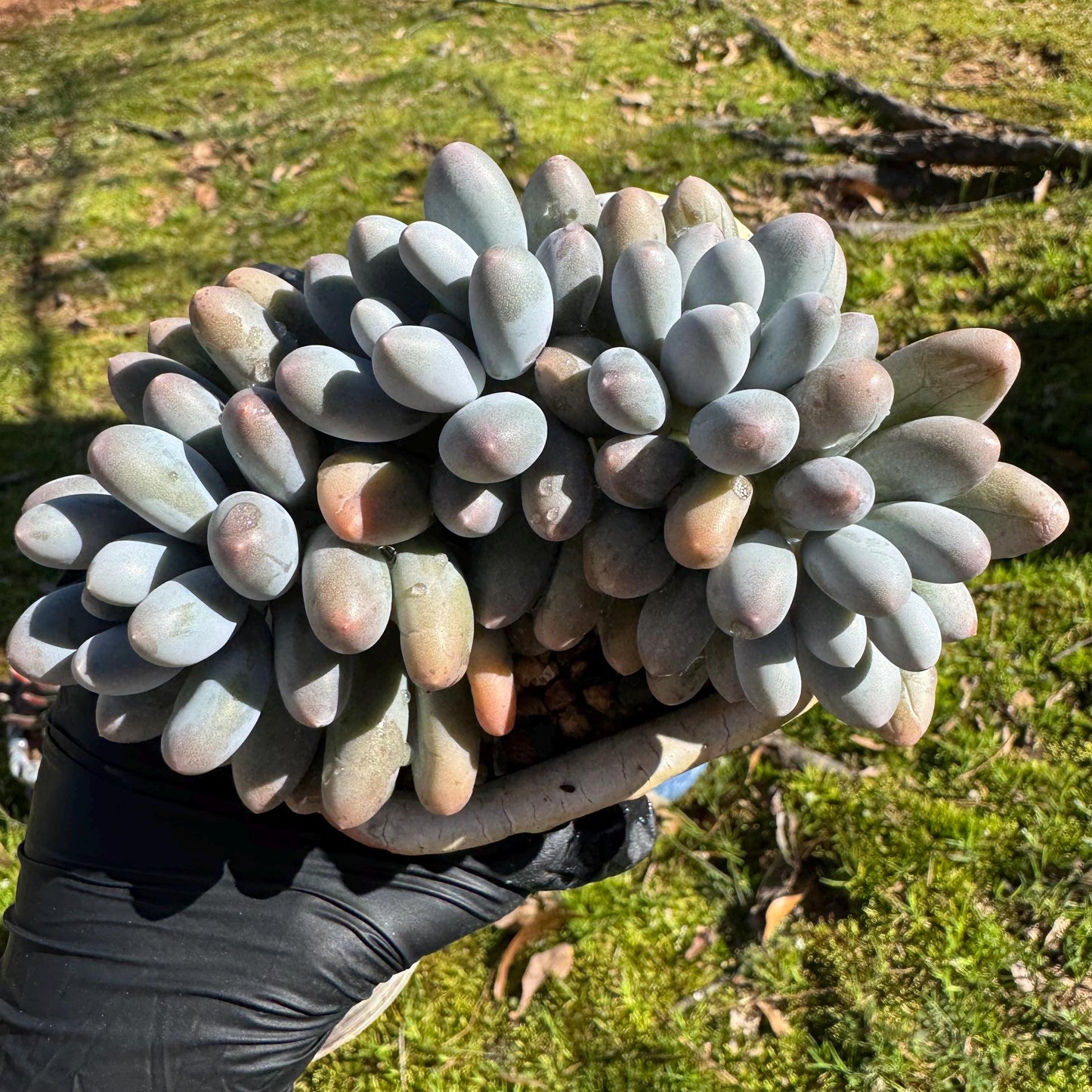 Rare live succulent, Graptopetalum Amethystinum ' cheese Sweet Ball ’ cluster, 4.5inches