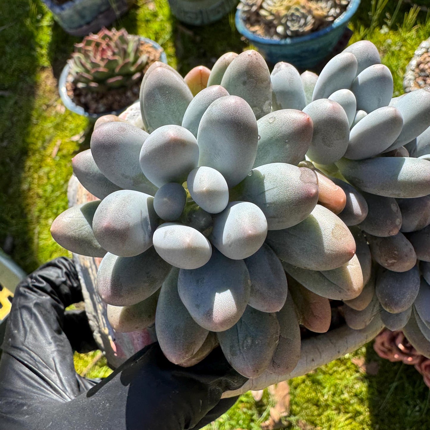 Rare live succulent, Graptopetalum Amethystinum ' cheese Sweet Ball ’ cluster, 4.5inches