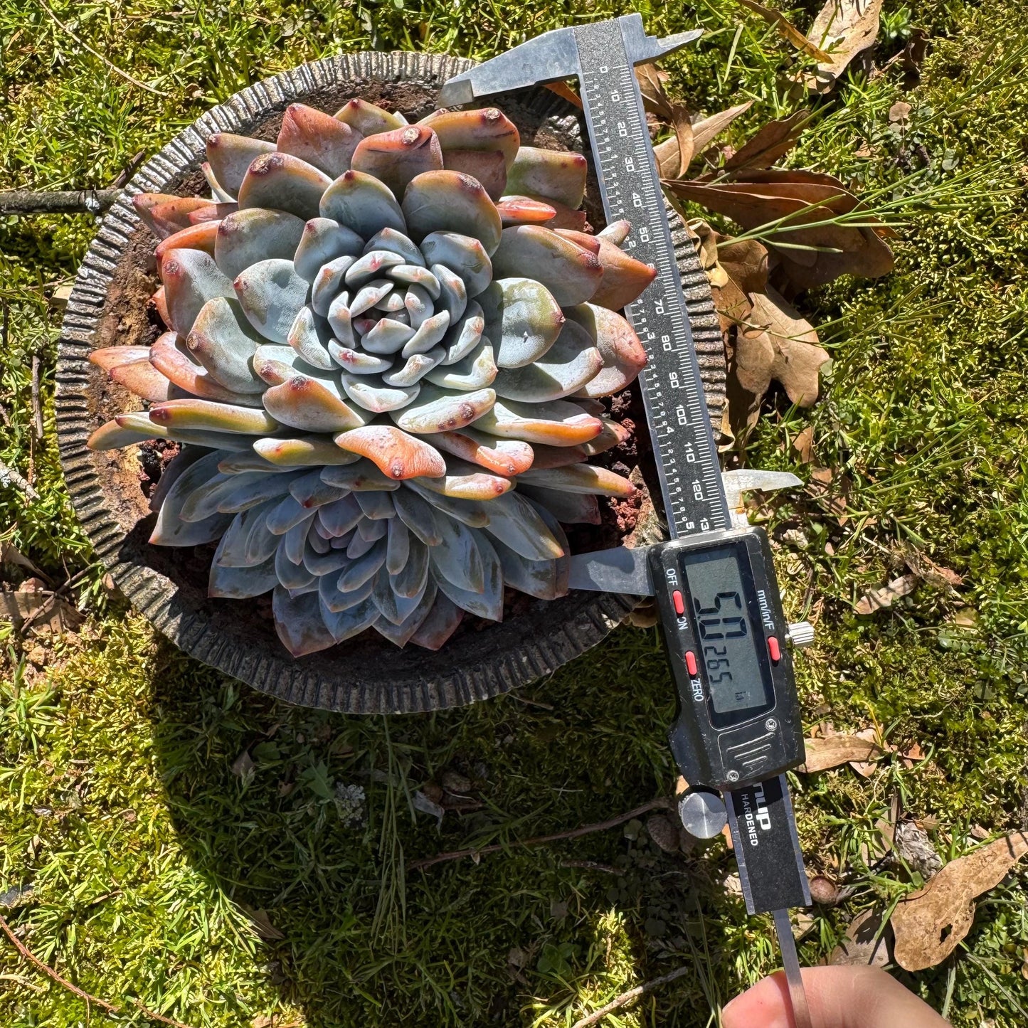 Rare live succulent, Echeveria Korean ‘ Orange Monroe' crest cluster, 3heads, 5inches