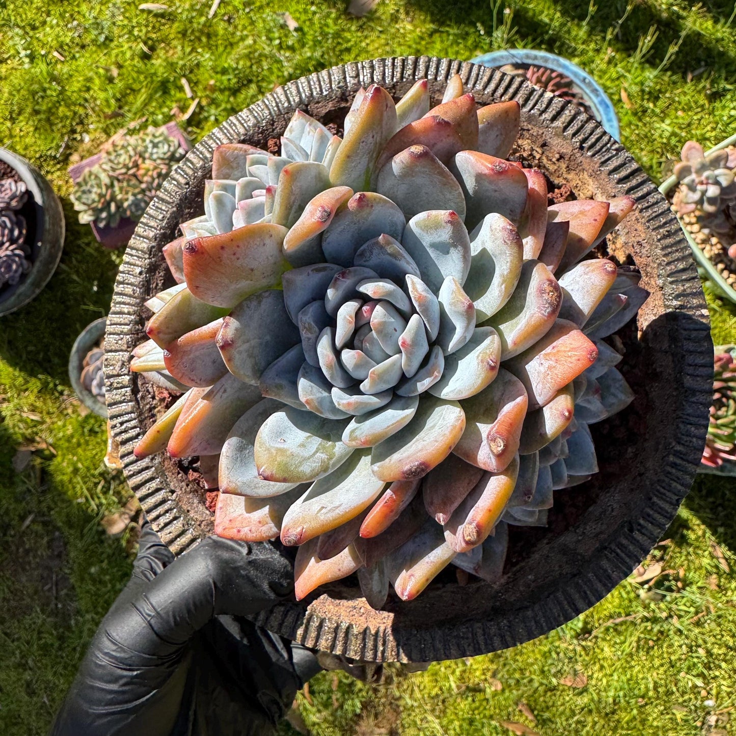 Rare live succulent, Echeveria Korean ‘ Orange Monroe' crest cluster, 3heads, 5inches