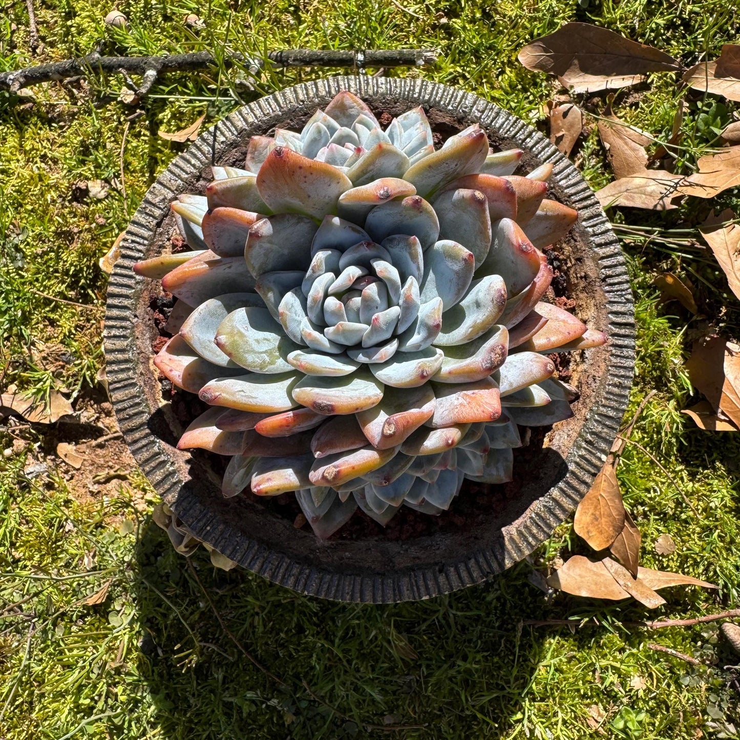 Rare live succulent, Echeveria Korean ‘ Orange Monroe' crest cluster, 3heads, 5inches