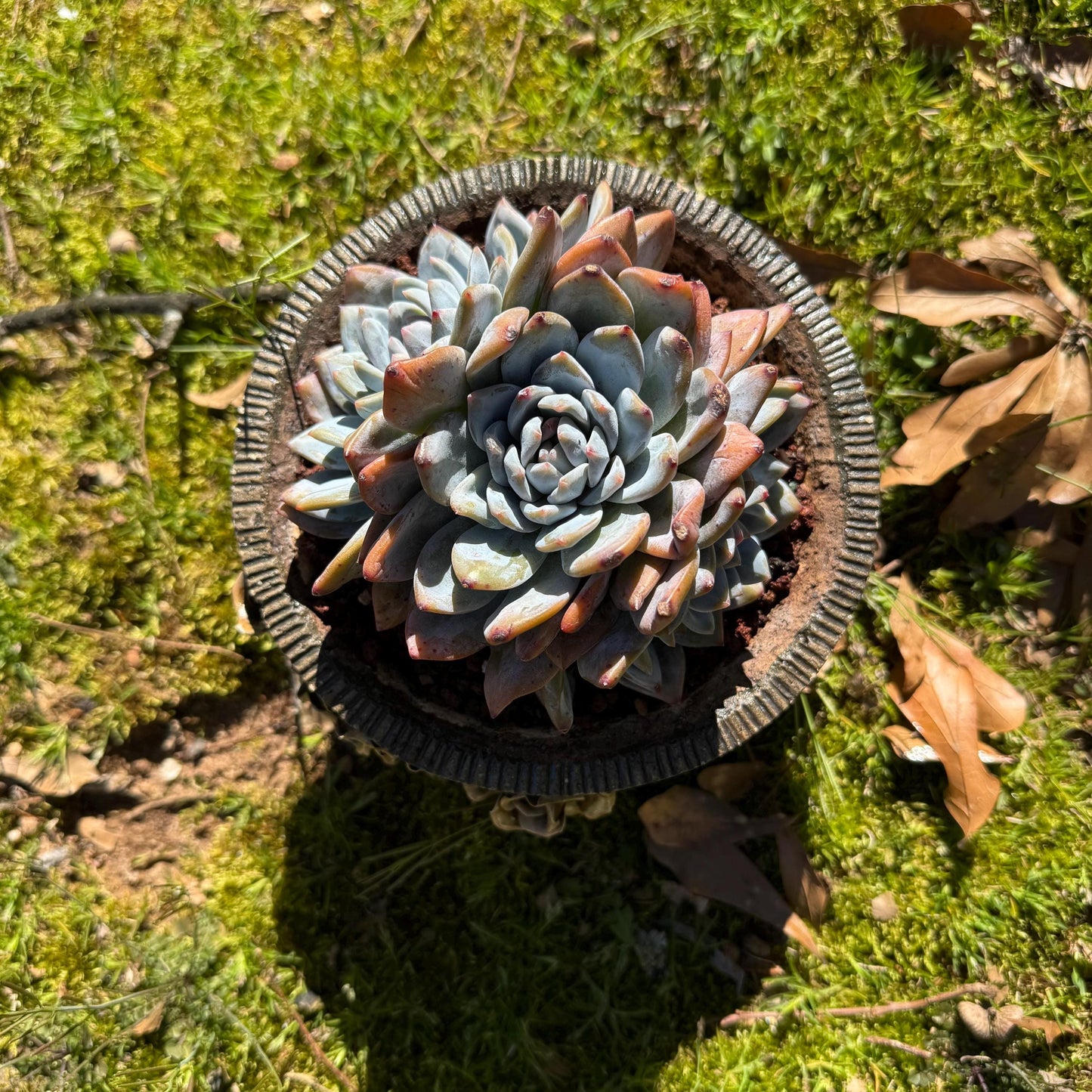 Rare live succulent, Echeveria Korean ‘ Orange Monroe' crest cluster, 3heads, 5inches