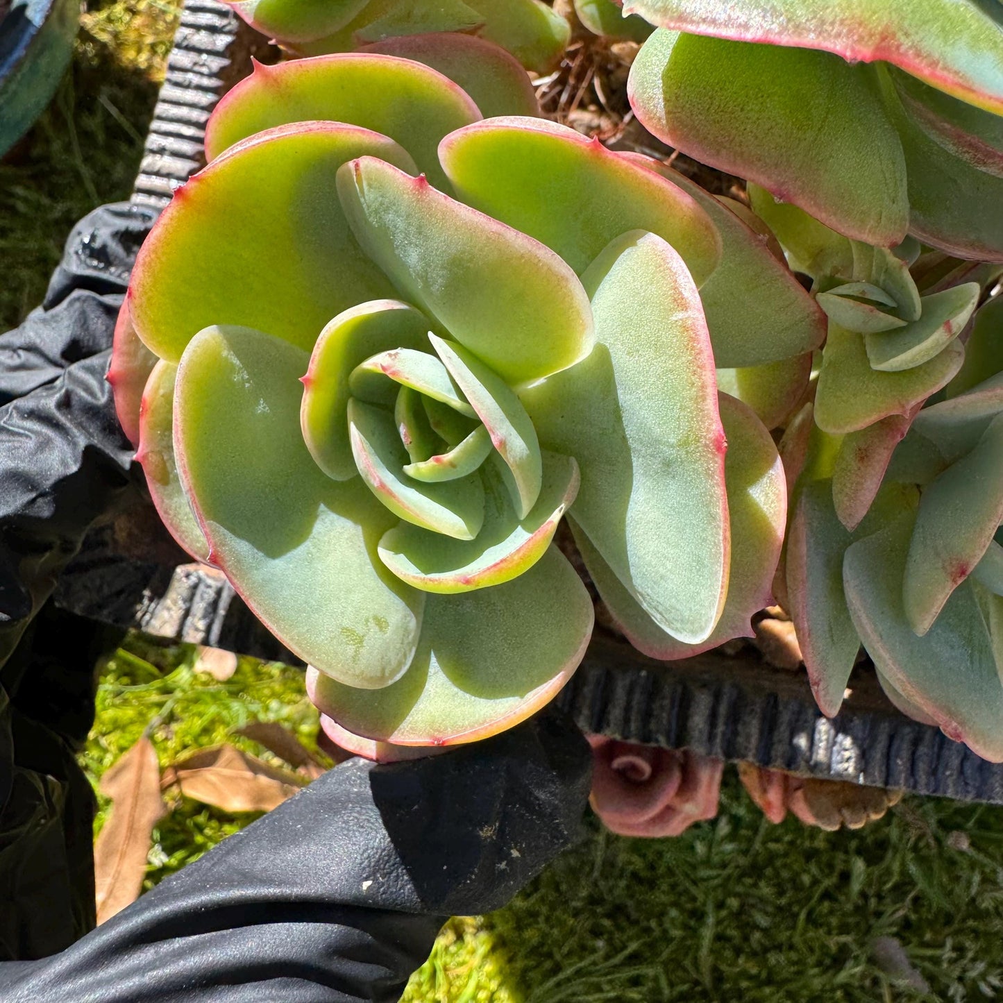 Rare live succulent, Echeveria 'Peach Pride' cluster, 5.8inches, Bare Root