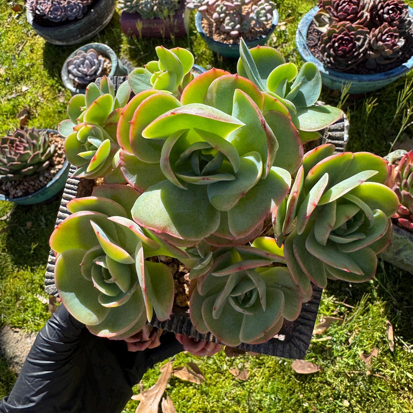 Rare live succulent, Echeveria 'Peach Pride' cluster, 5.8inches, Bare Root
