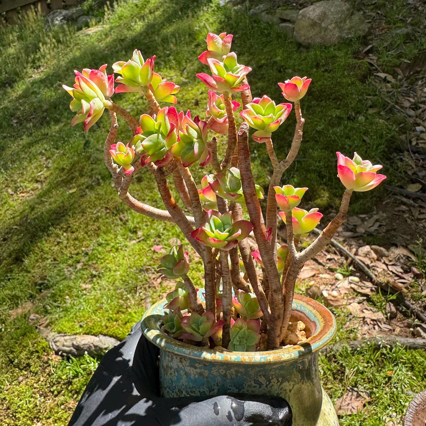 Rare succulents , Sedum' palmeri S.Watson', 3.3inches