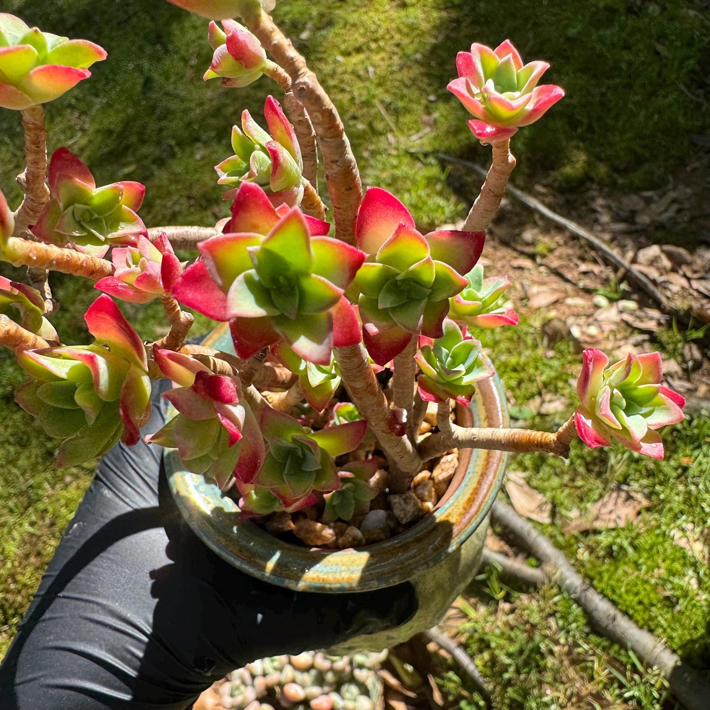 Rare succulents , Sedum' palmeri S.Watson', 3.3inches