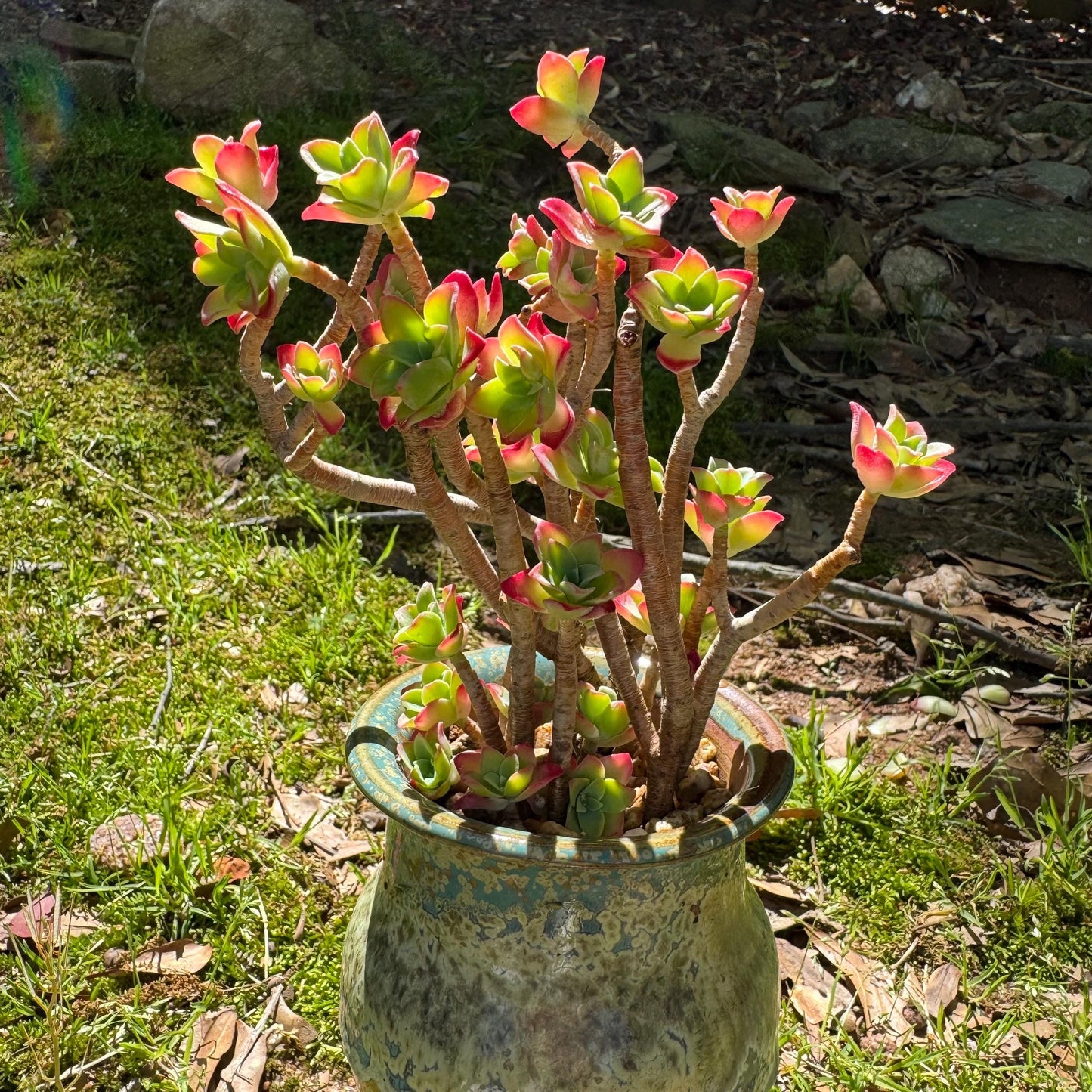 Rare succulents , Sedum' palmeri S.Watson', 3.3inches