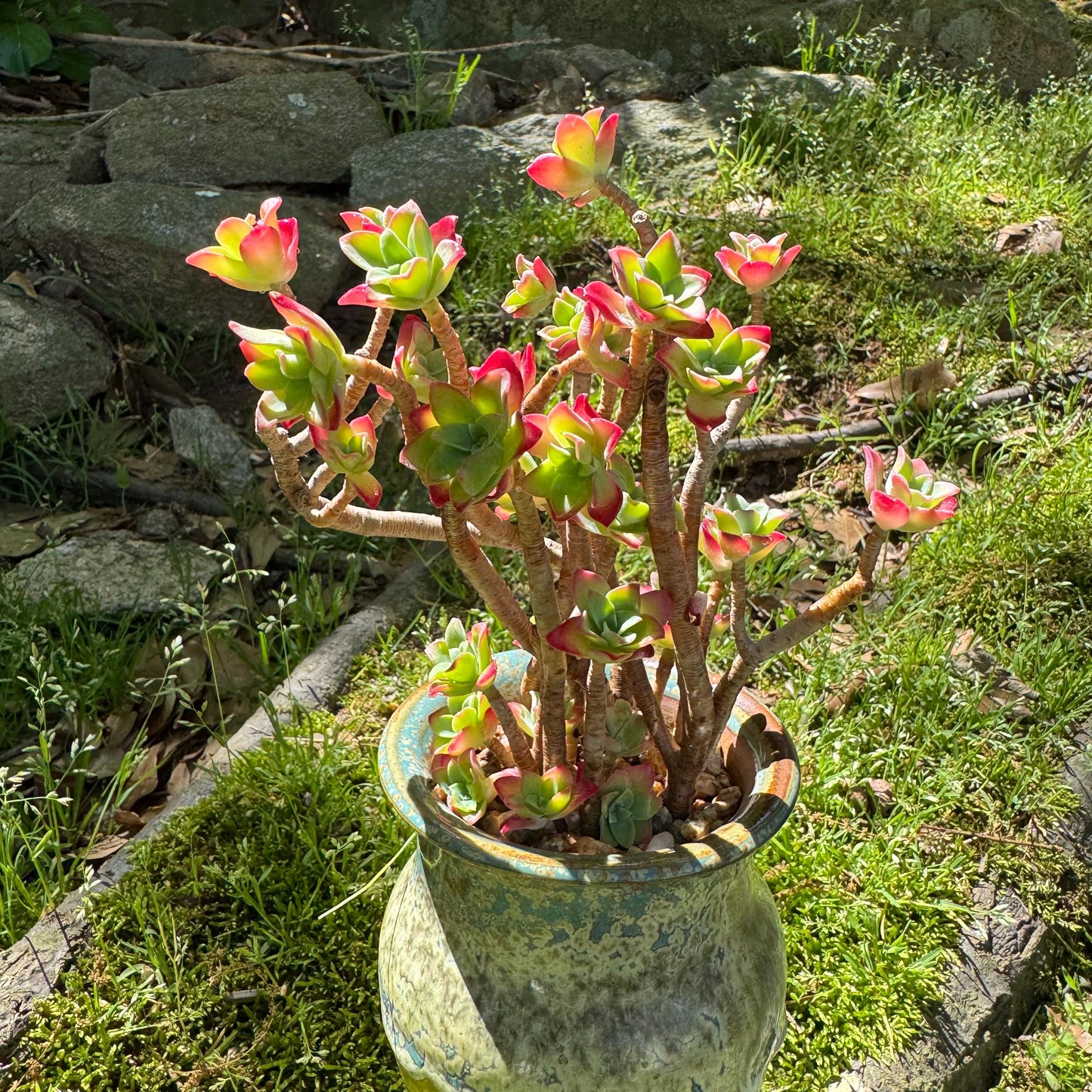 Rare succulents , Sedum' palmeri S.Watson', 3.3inches