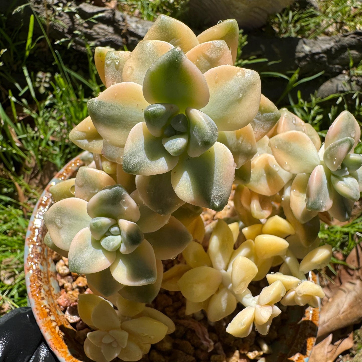 Rare succulents, Graptopetalum 'mendozae variegata', 4inches