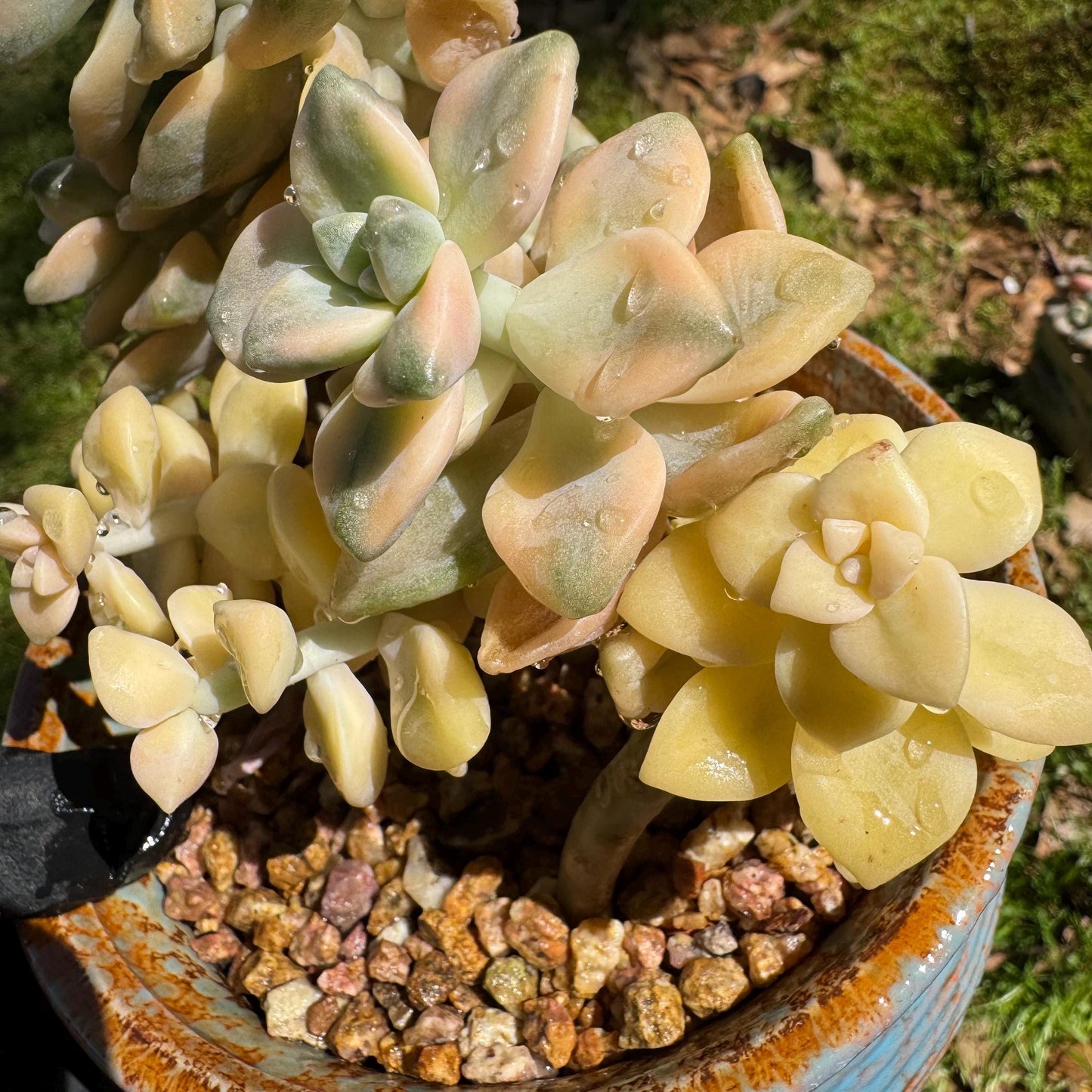 Rare succulents, Graptopetalum 'mendozae variegata', 4inches
