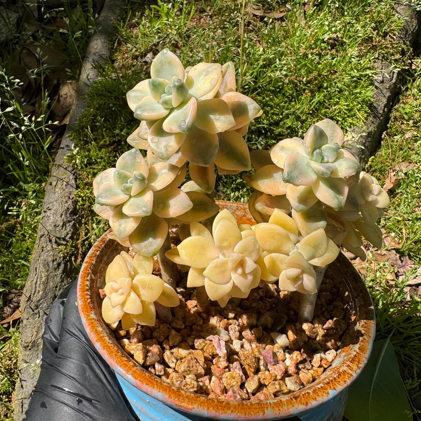 Rare succulents, Graptopetalum 'mendozae variegata', 4inches
