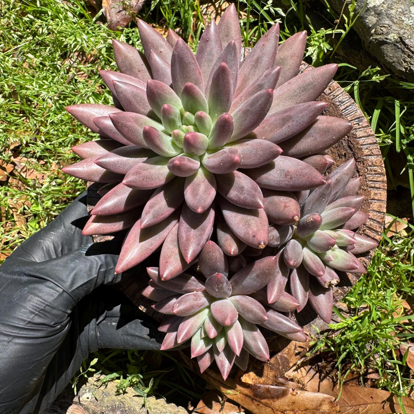 Rare succulents, Pachyphytum’ Yumeiren sp. ’ cluster , 4.5inches