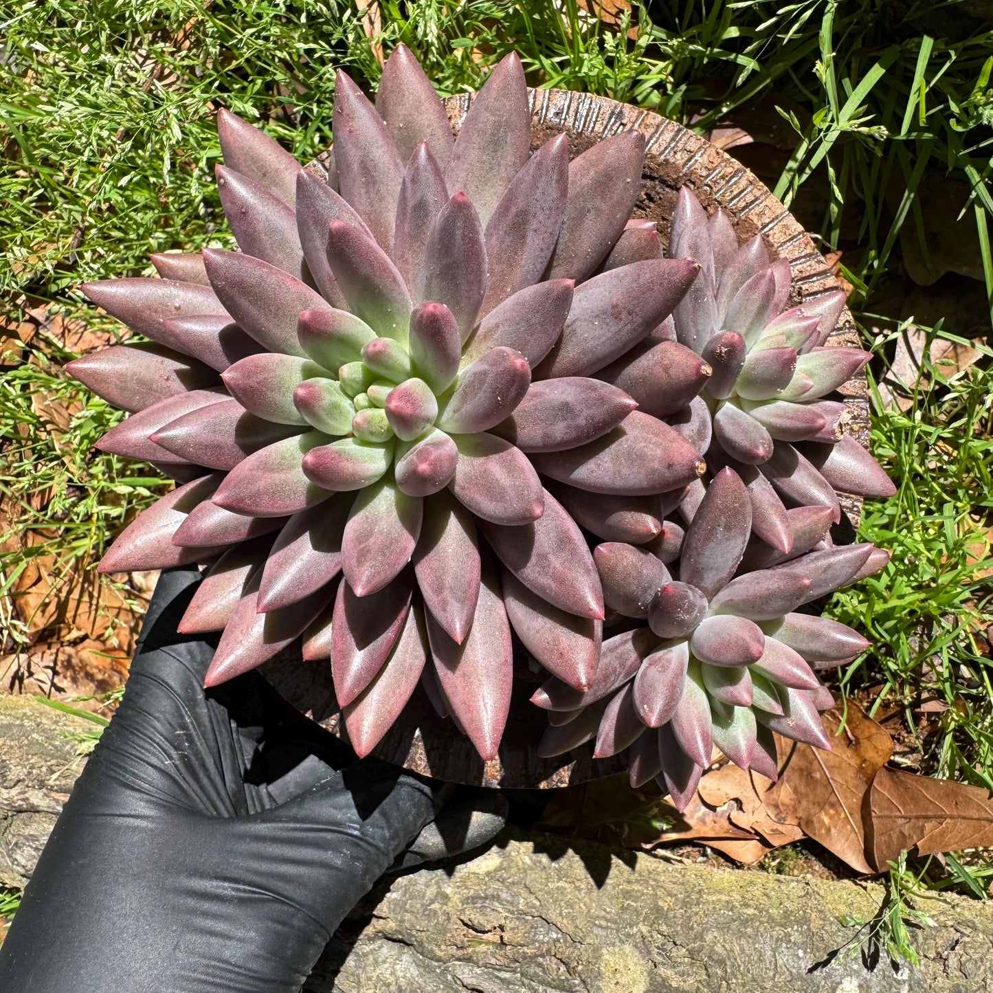 Rare succulents, Pachyphytum’ Yumeiren sp. ’ cluster , 4.5inches