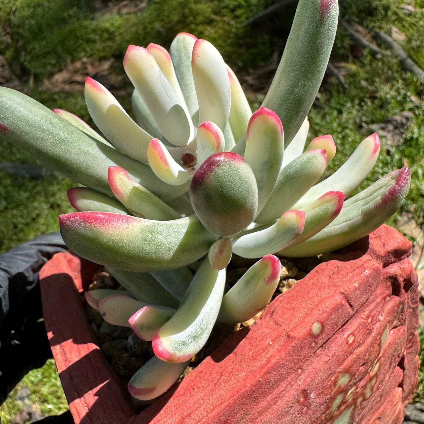 Cotyledon' orbiculata var. oophylla variegata',Long Leaf , 2.5inches