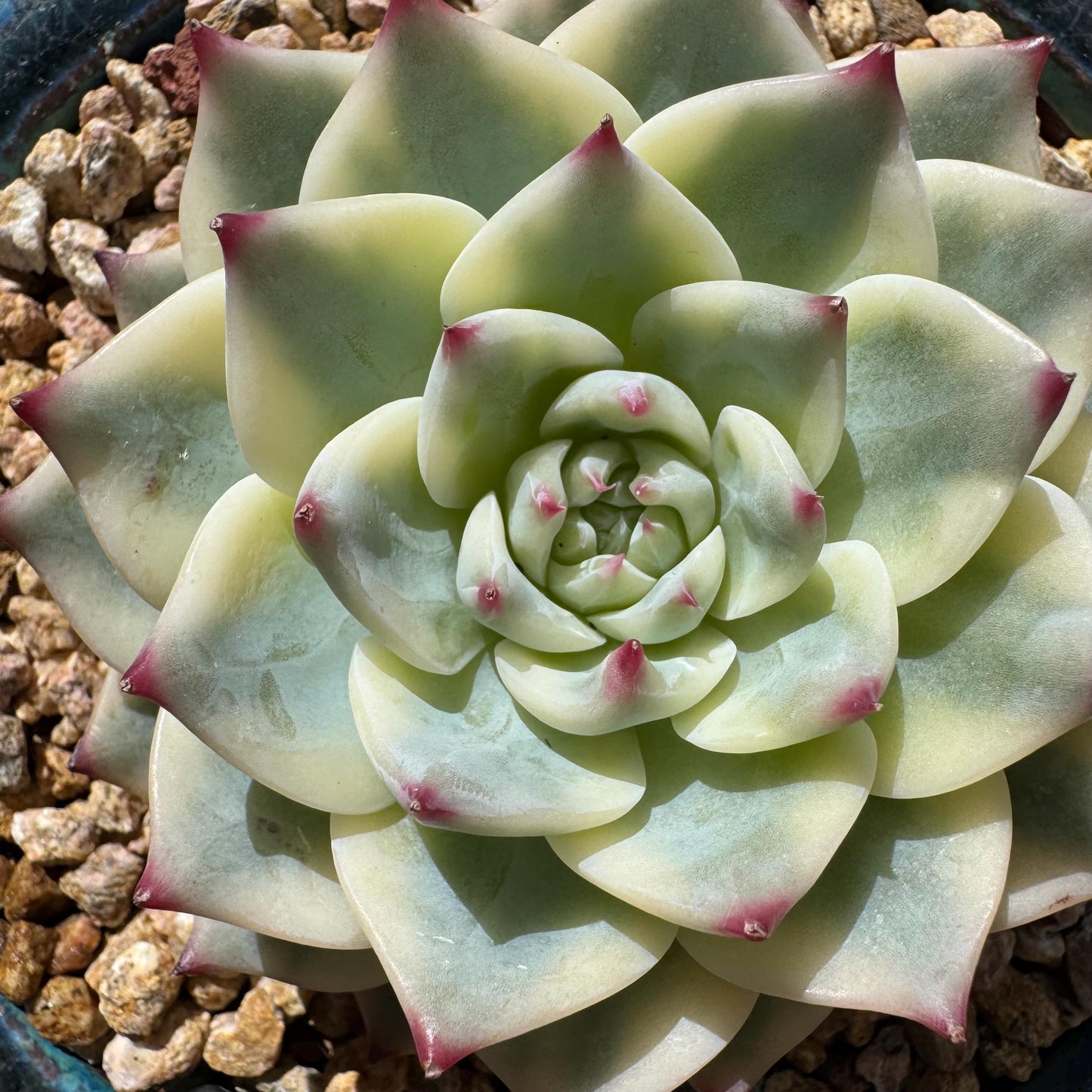 Rare succulents , Echeveria 'chihuahuensis Variegated' , 3.7inches