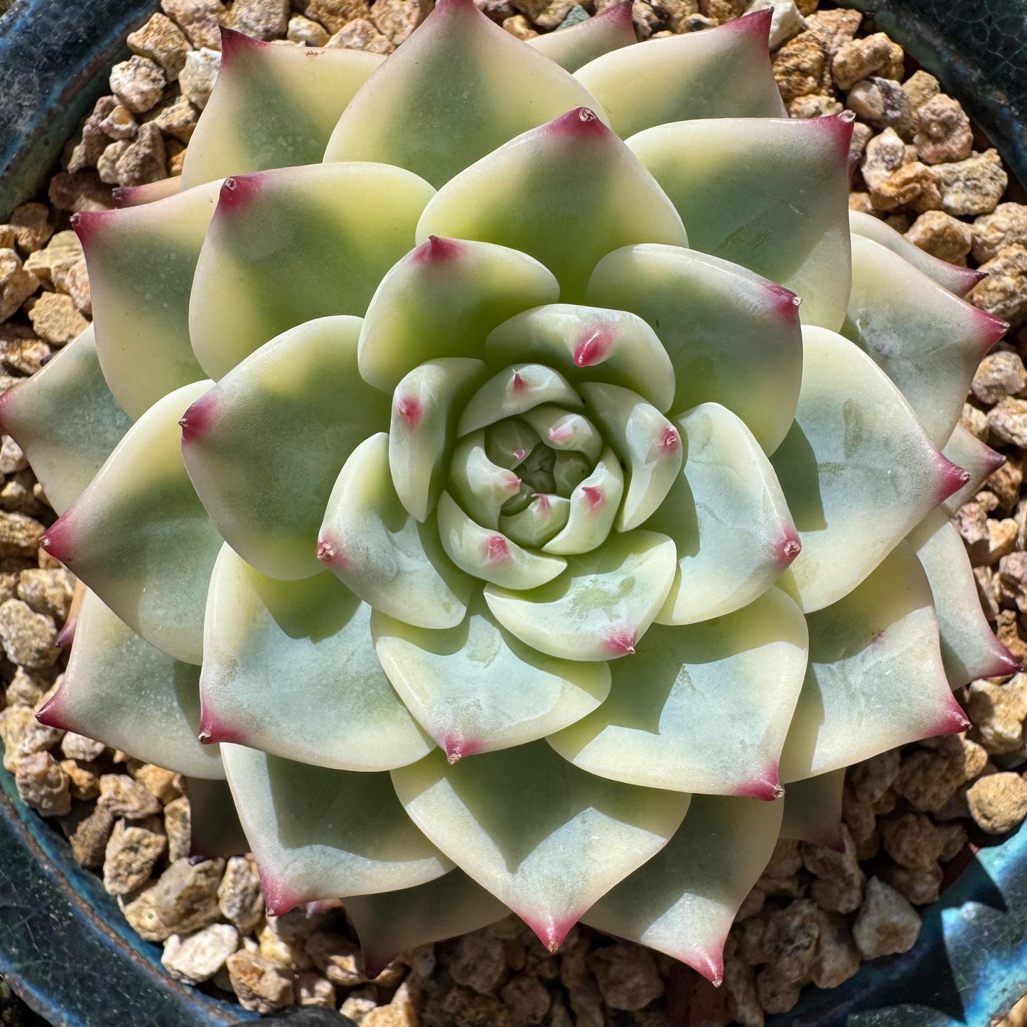 Rare succulents , Echeveria 'chihuahuensis Variegated' , 3.7inches