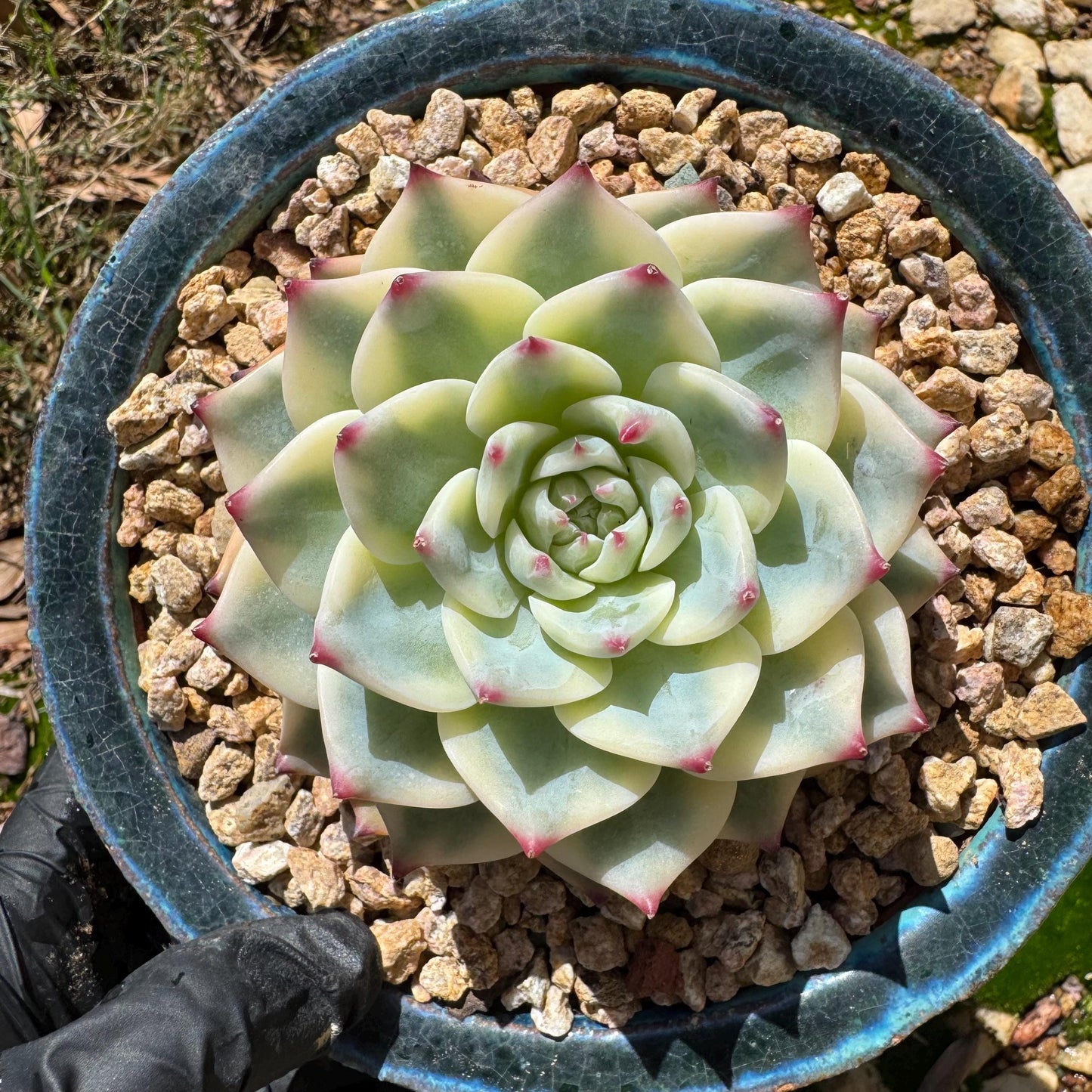 Rare succulents , Echeveria 'chihuahuensis Variegated' , 3.7inches