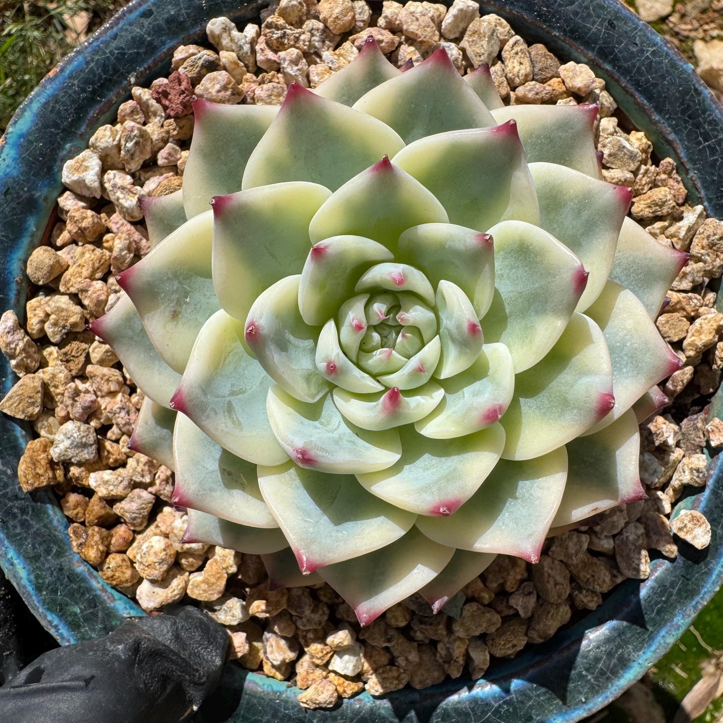 Rare succulents , Echeveria 'chihuahuensis Variegated' , 3.7inches