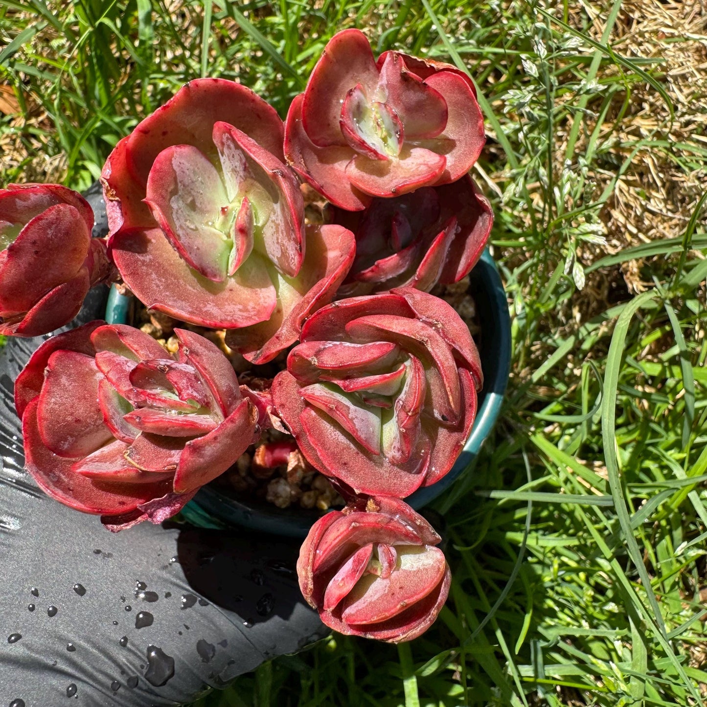 New succulents, Echeveria 'Suyon' cluster, 2.1inche