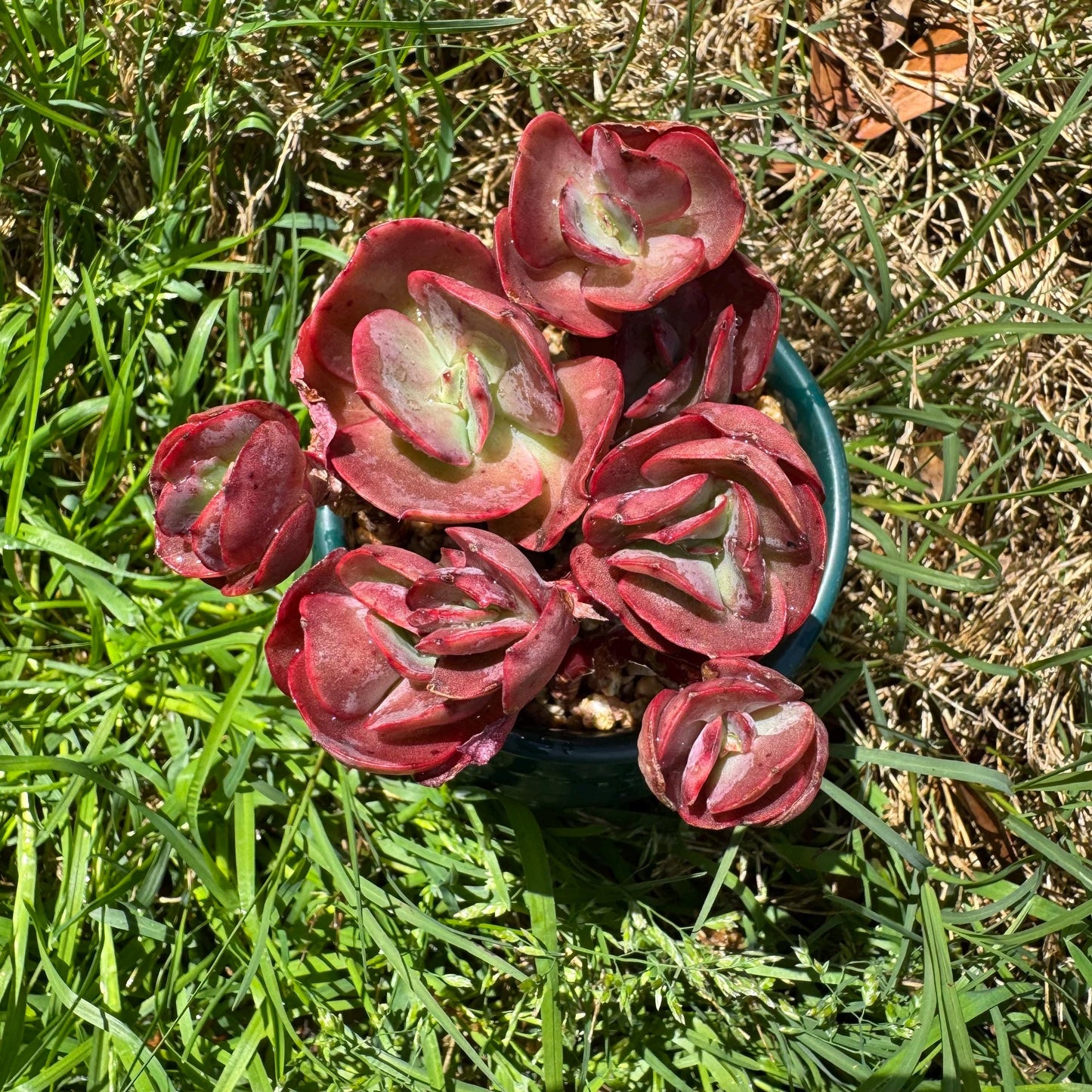 New succulents, Echeveria 'Suyon' cluster, 2.1inche