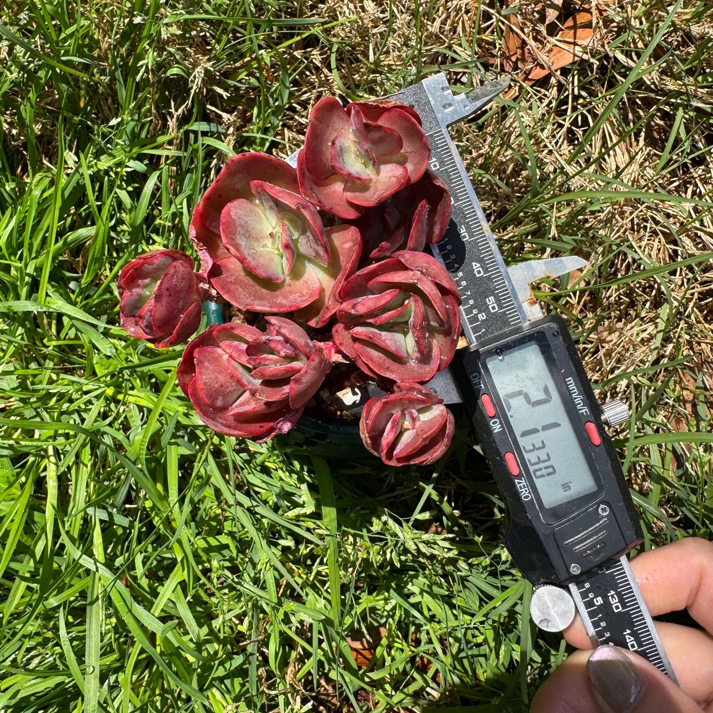 New succulents, Echeveria 'Suyon' cluster, 2.1inche