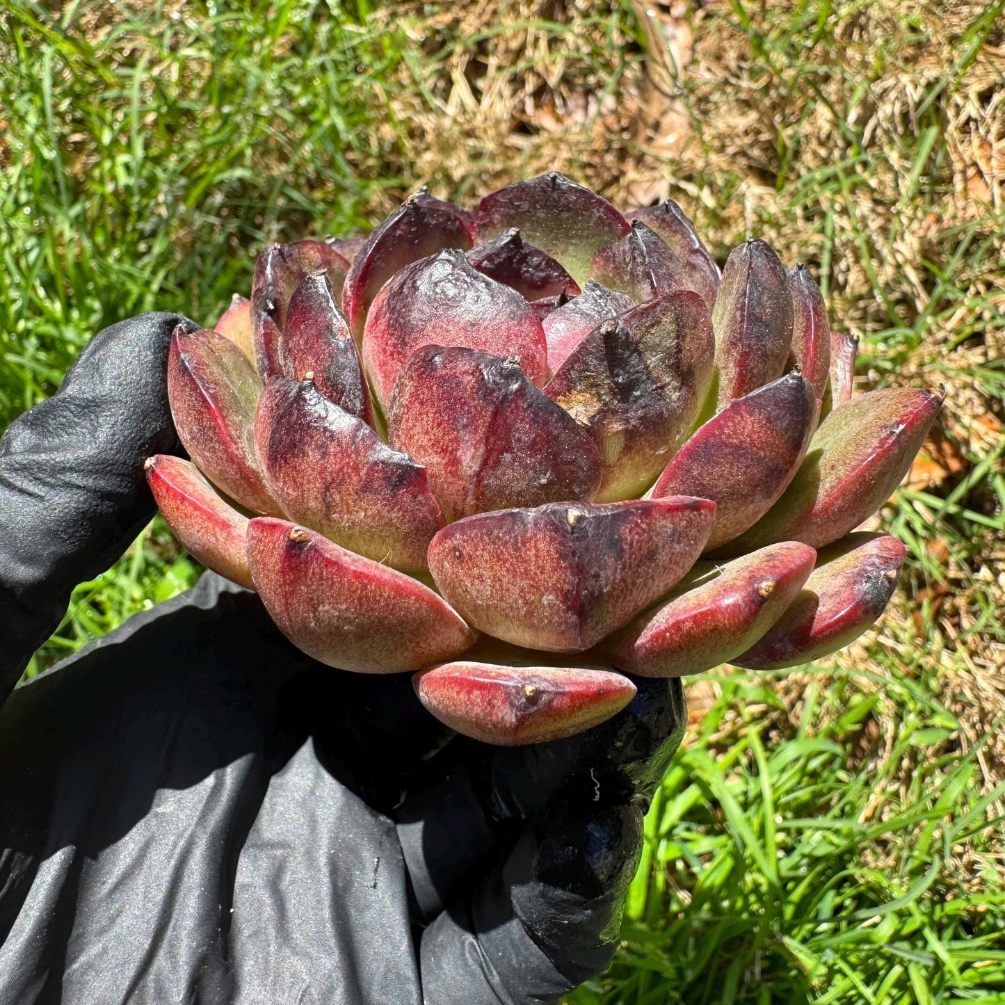 New succulents, Echeveri' Obsidian', 2.8 inches