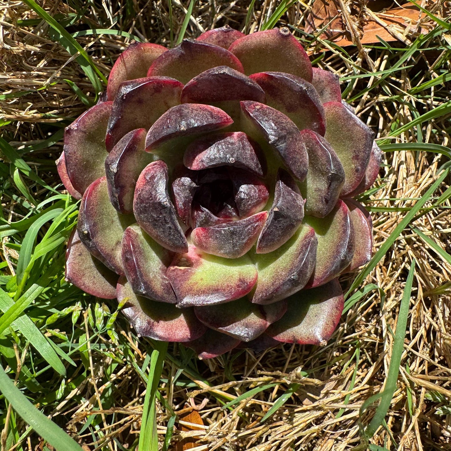 New succulents, Echeveri' Obsidian', 2.8 inches