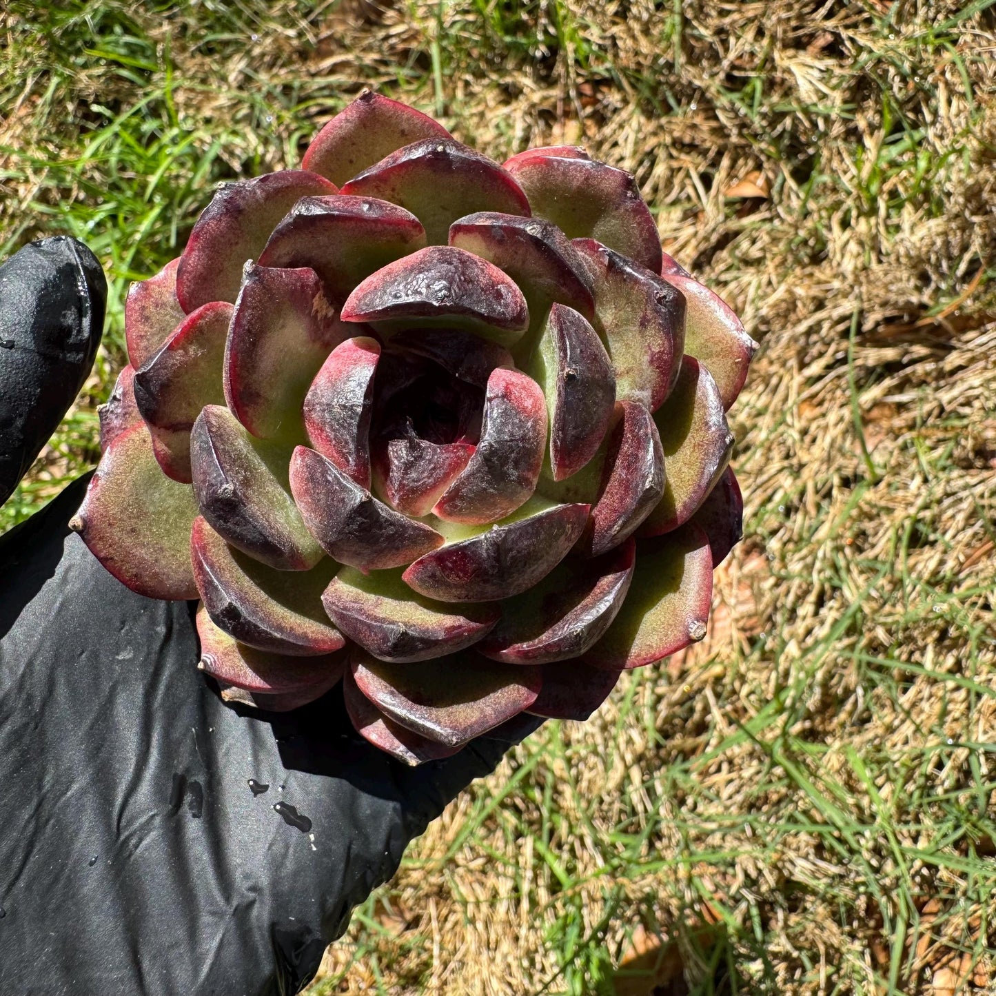 New succulents, Echeveri' Obsidian', 2.8 inches