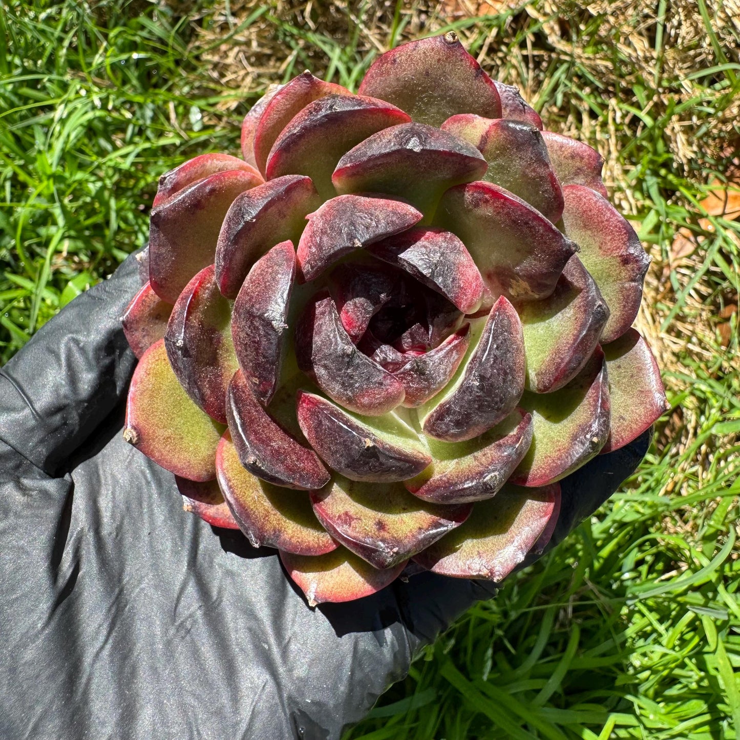 New succulents, Echeveri' Obsidian', 2.8 inches