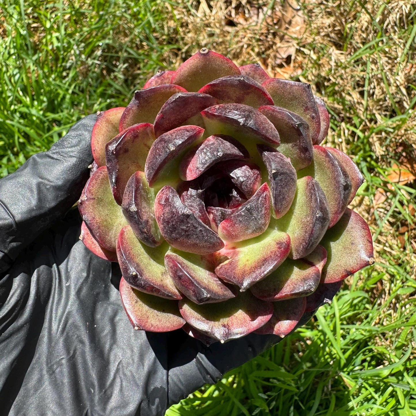 New succulents, Echeveri' Obsidian', 2.8 inches