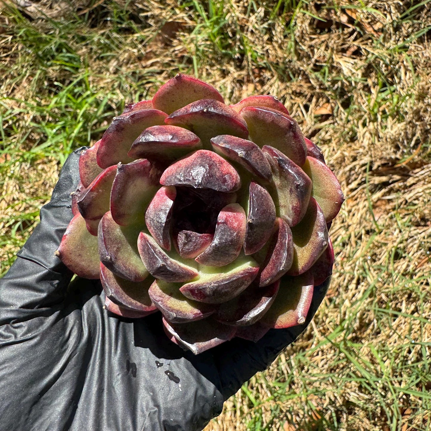 New succulents, Echeveri' Obsidian', 2.8 inches
