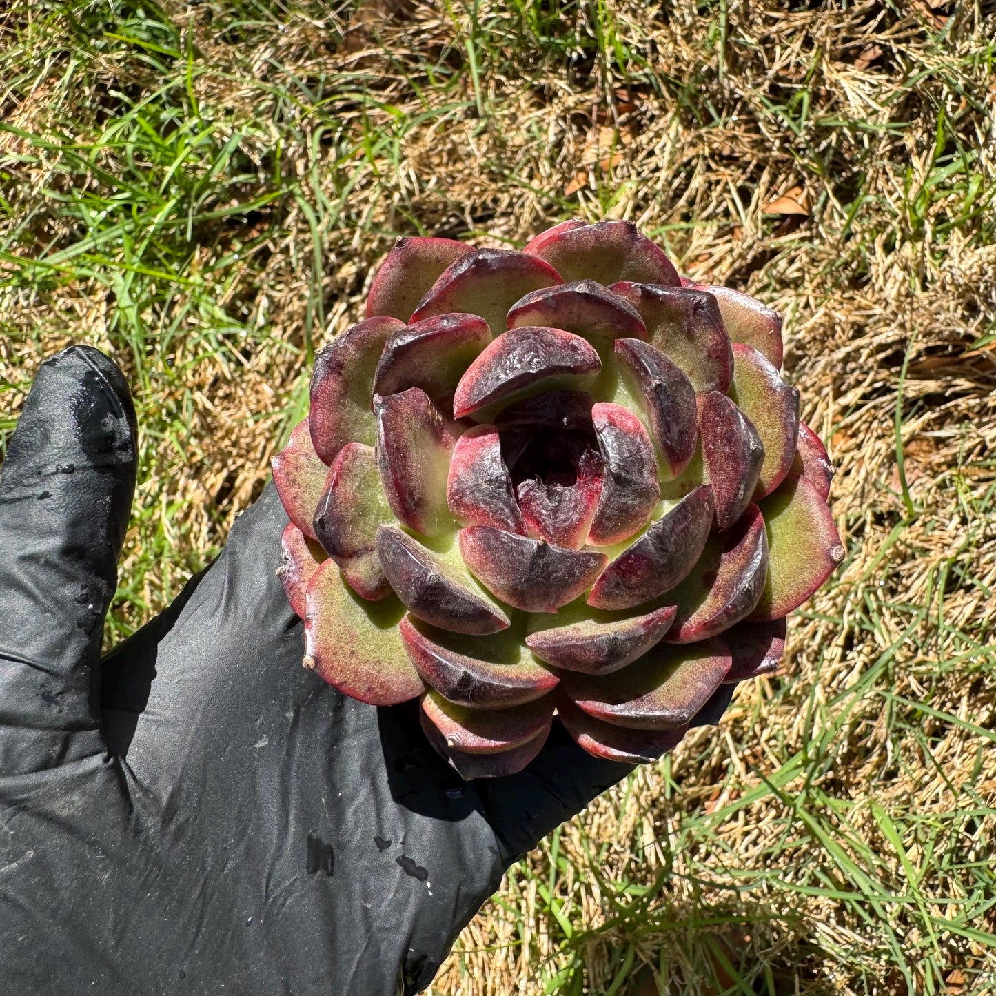 New succulents, Echeveri' Obsidian', 2.8 inches