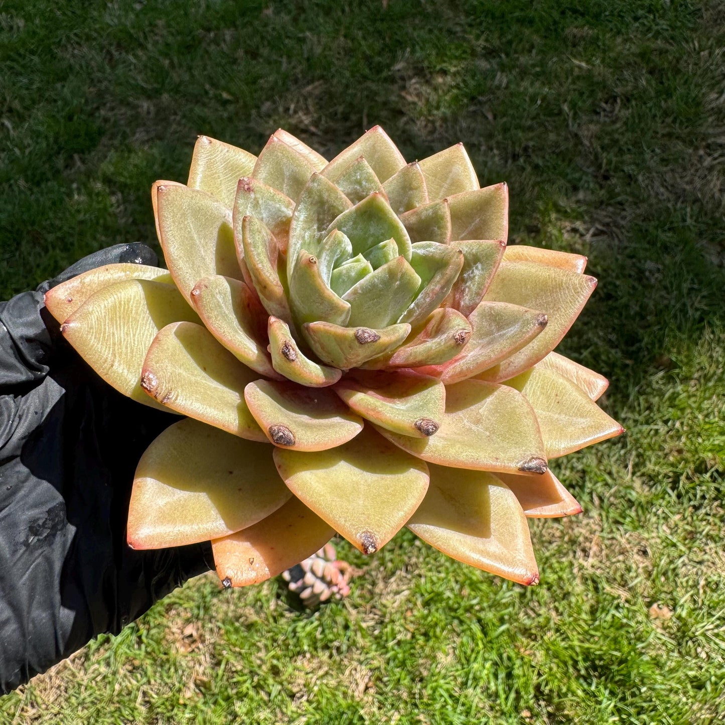 New rare succulents , Echeveria 'german champagne', 4.3inches