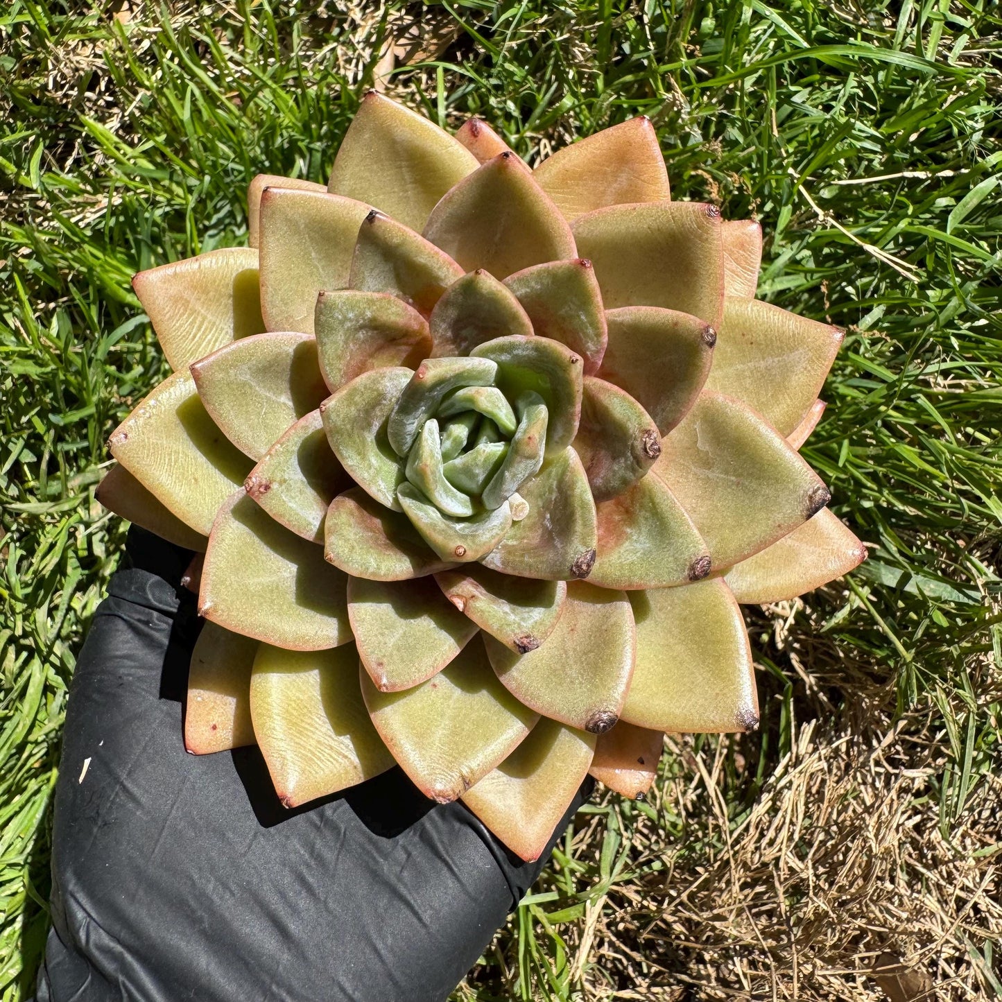 New rare succulents , Echeveria 'german champagne', 4.3inches