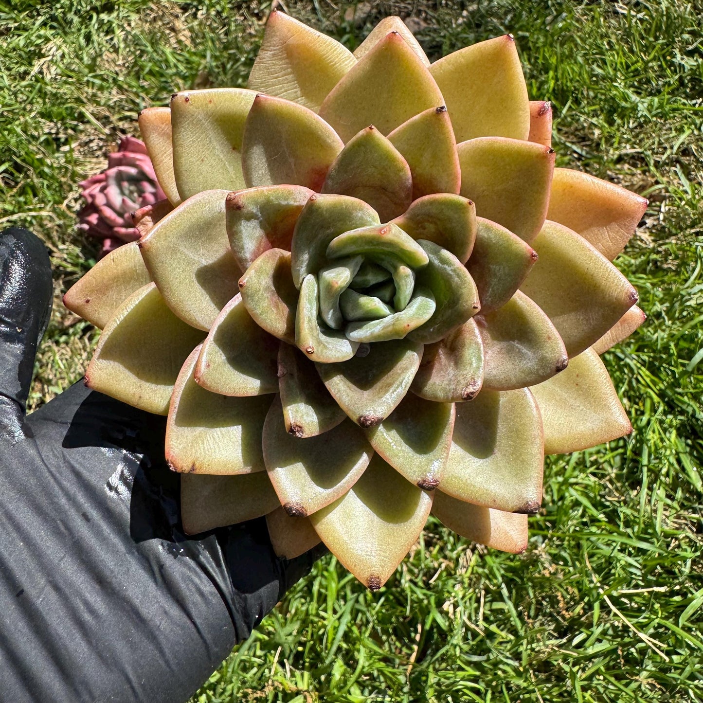 New rare succulents , Echeveria 'german champagne', 4.3inches