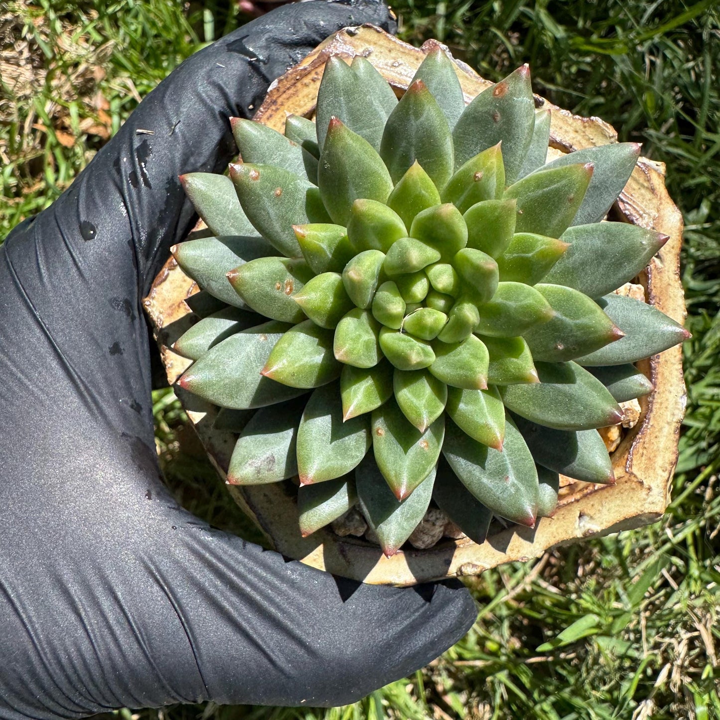 Rare succulents plants, Echeveri' oracle bone inscriptions ' , 2.4in