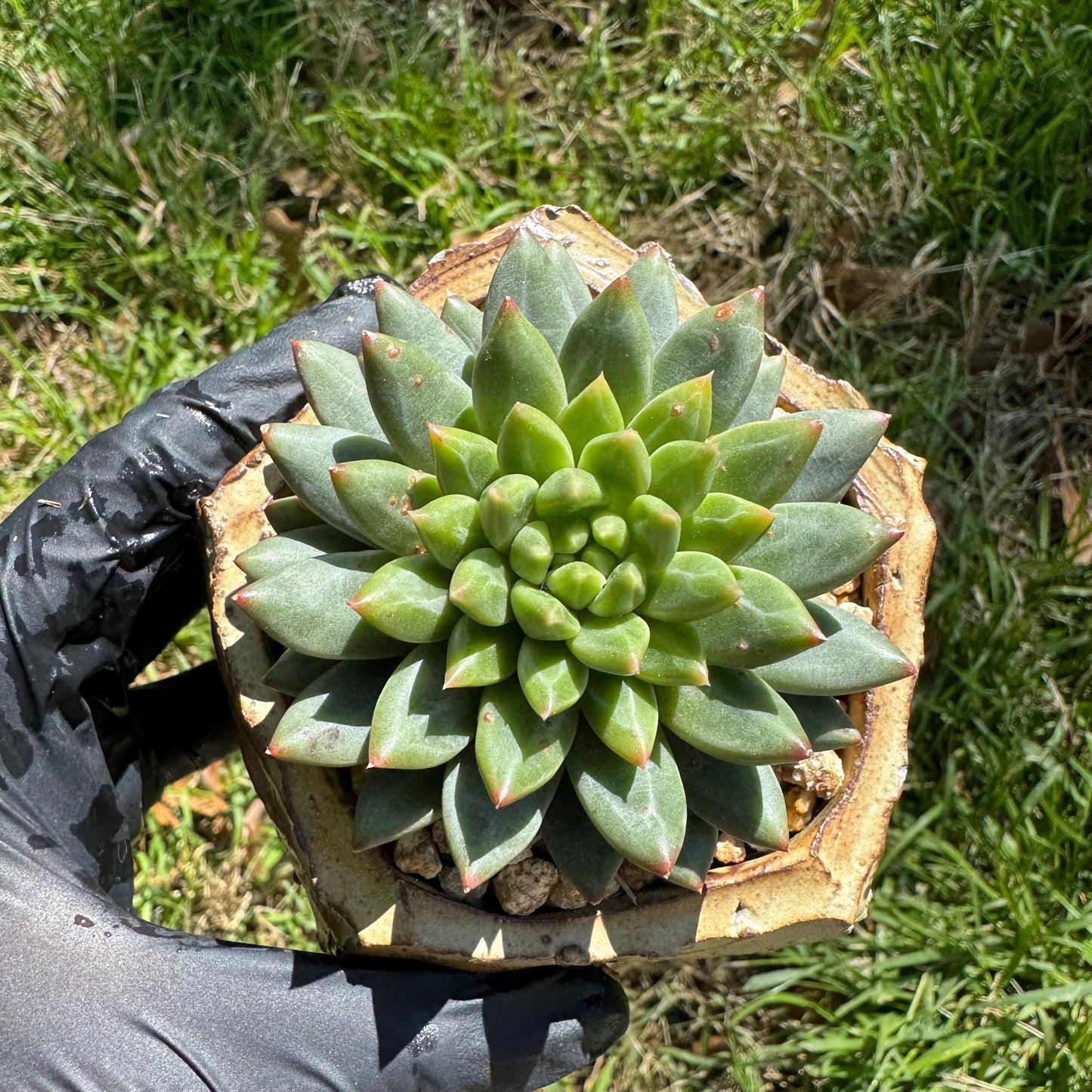 Rare succulents plants, Echeveri' oracle bone inscriptions ' , 2.4in