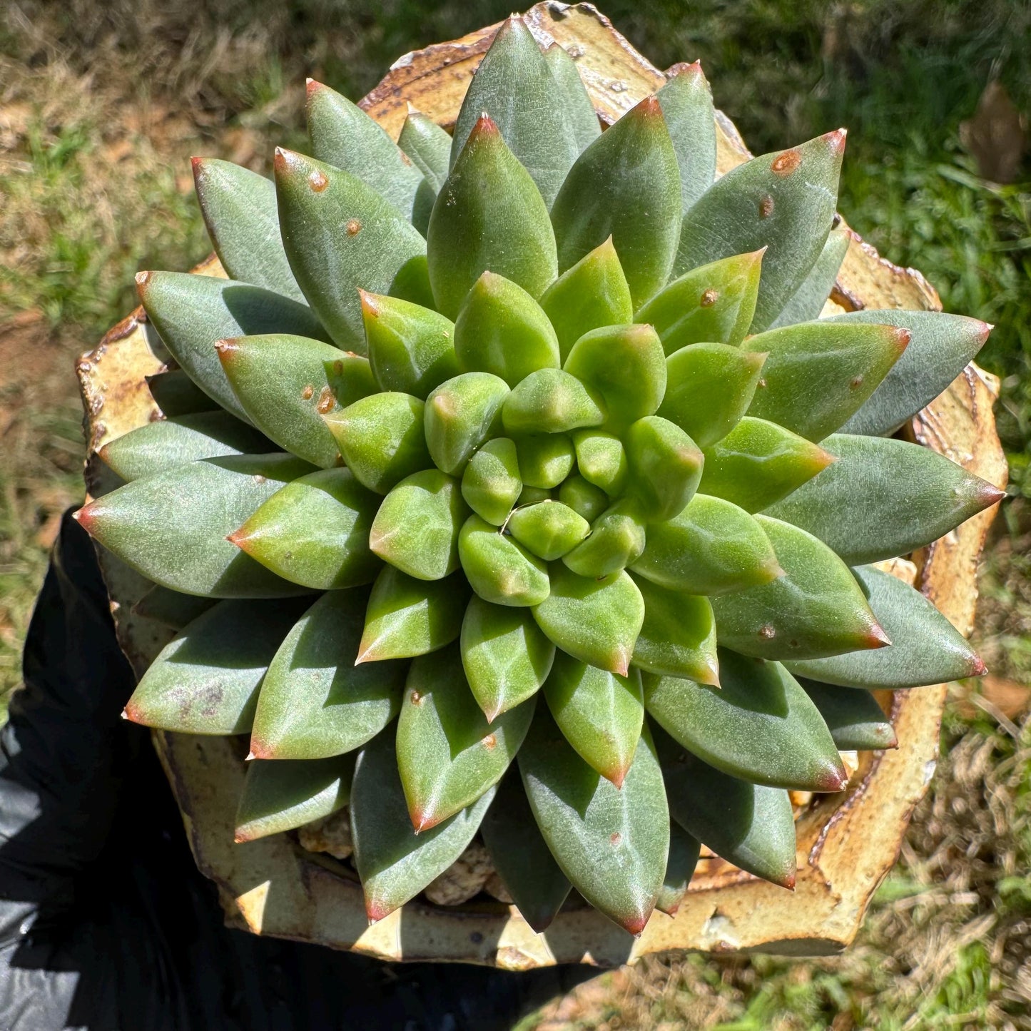Rare succulents plants, Echeveri' oracle bone inscriptions ' , 2.4in