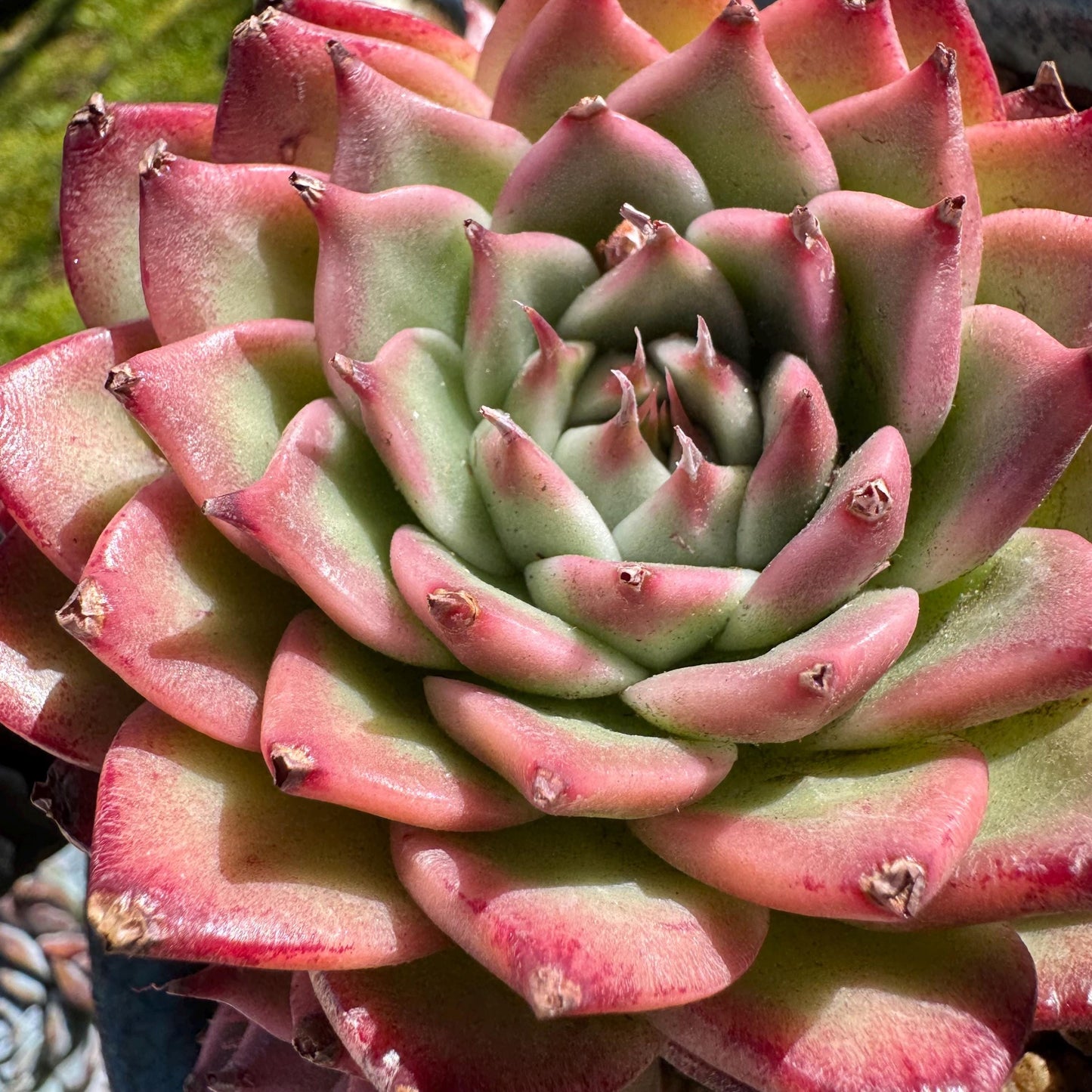 Rare scculents , Echeveria 'Toscanelli hybrid', 3 heads, 4.5inches,