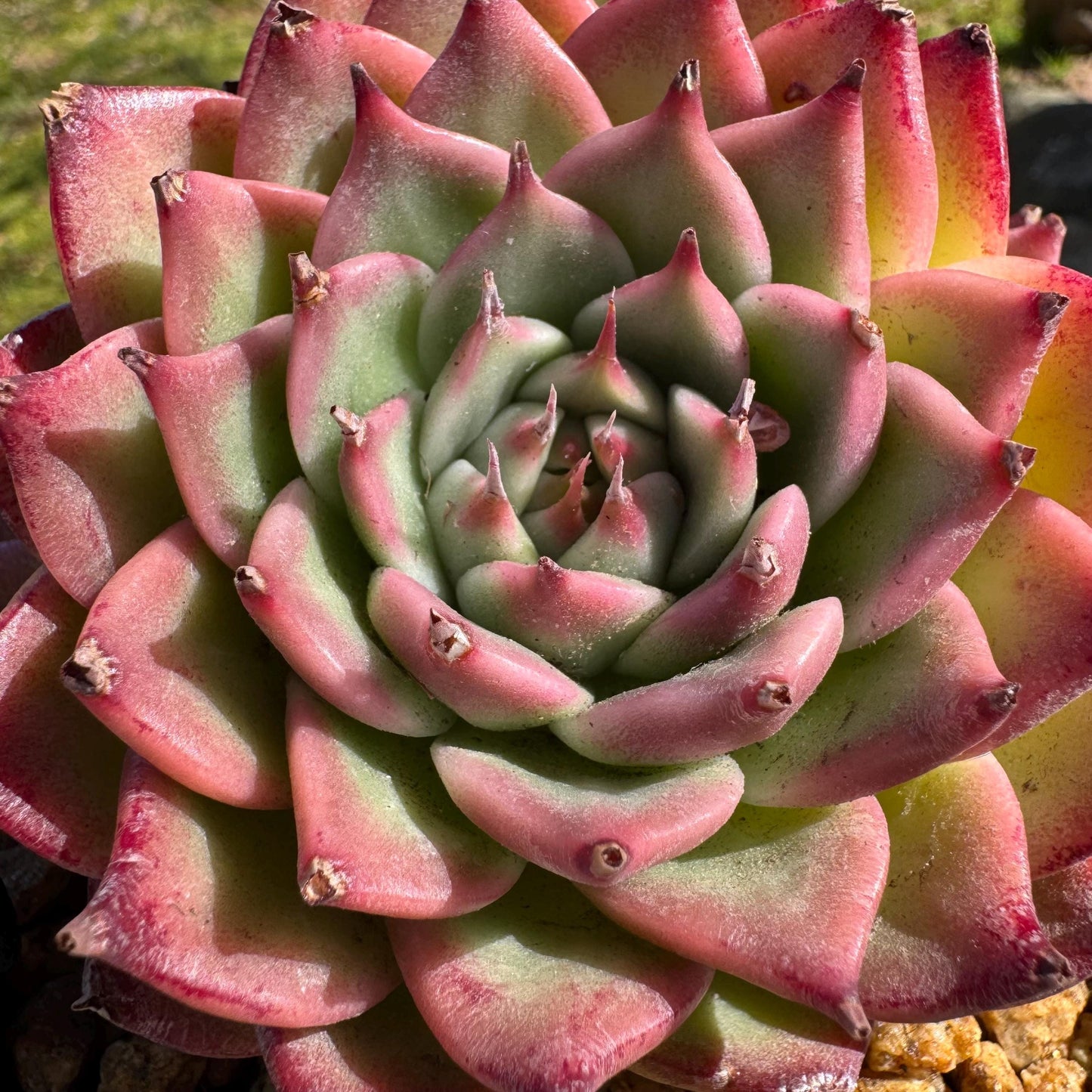 Rare scculents , Echeveria 'Toscanelli hybrid', 3 heads, 4.5inches,