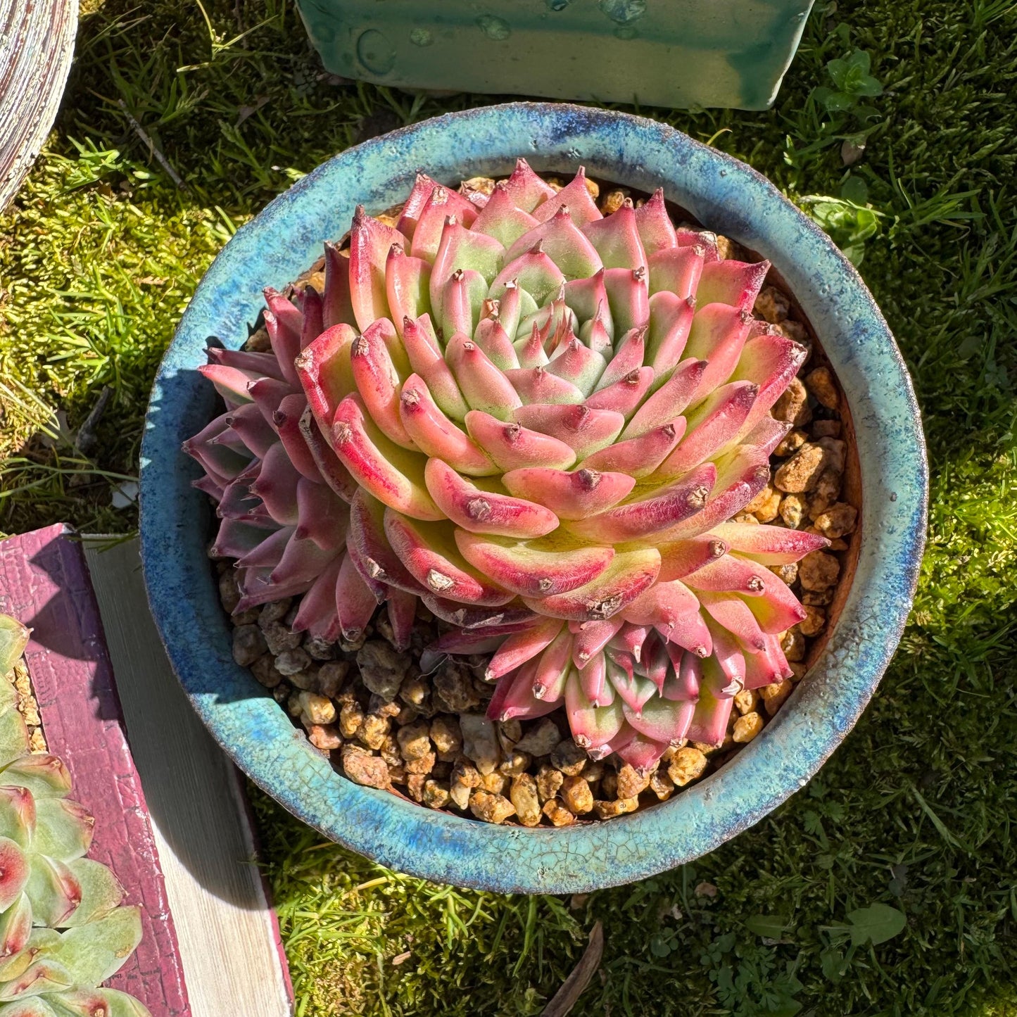 Rare scculents , Echeveria 'Toscanelli hybrid', 3 heads, 4.5inches,