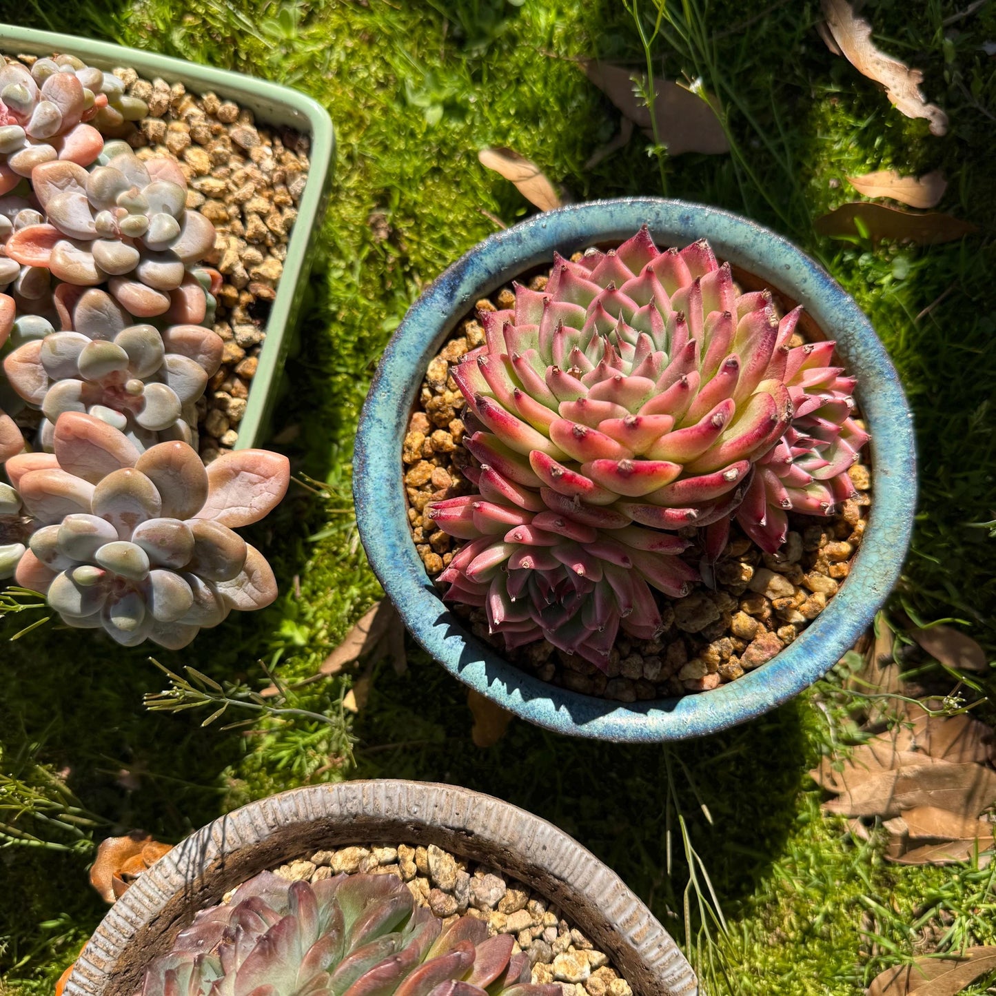 Rare scculents , Echeveria 'Toscanelli hybrid', 3 heads, 4.5inches,
