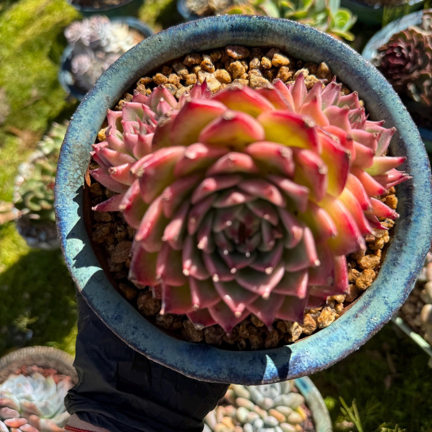 Rare scculents , Echeveria 'Toscanelli hybrid', 3 heads, 4.5inches,