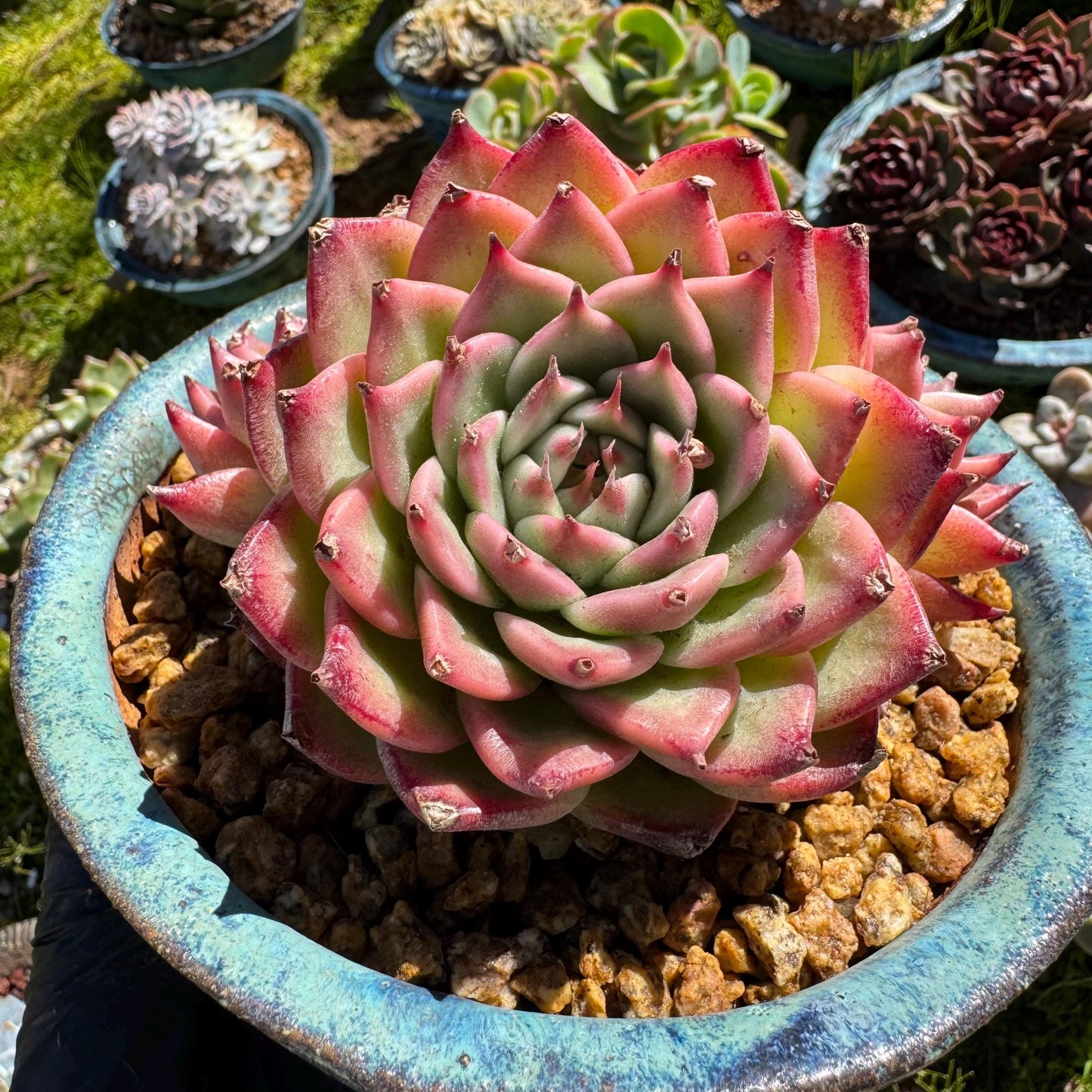 Rare scculents , Echeveria 'Toscanelli hybrid', 3 heads, 4.5inches,