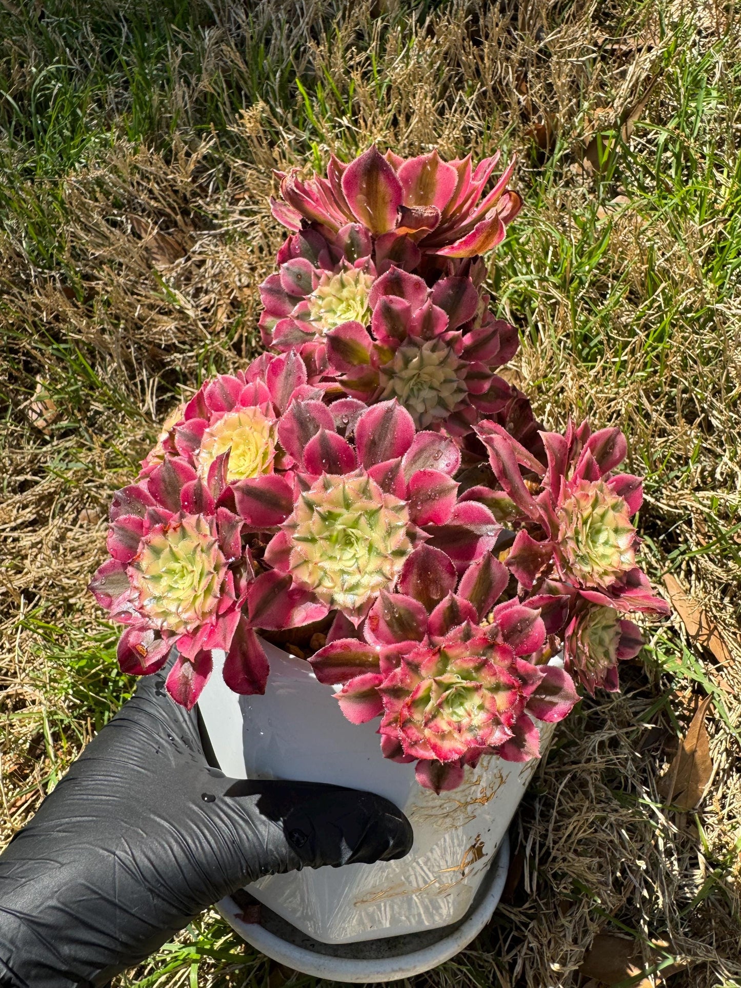 NEW! ‘Aeonium Zwartkin’ with White variegated , 6inches