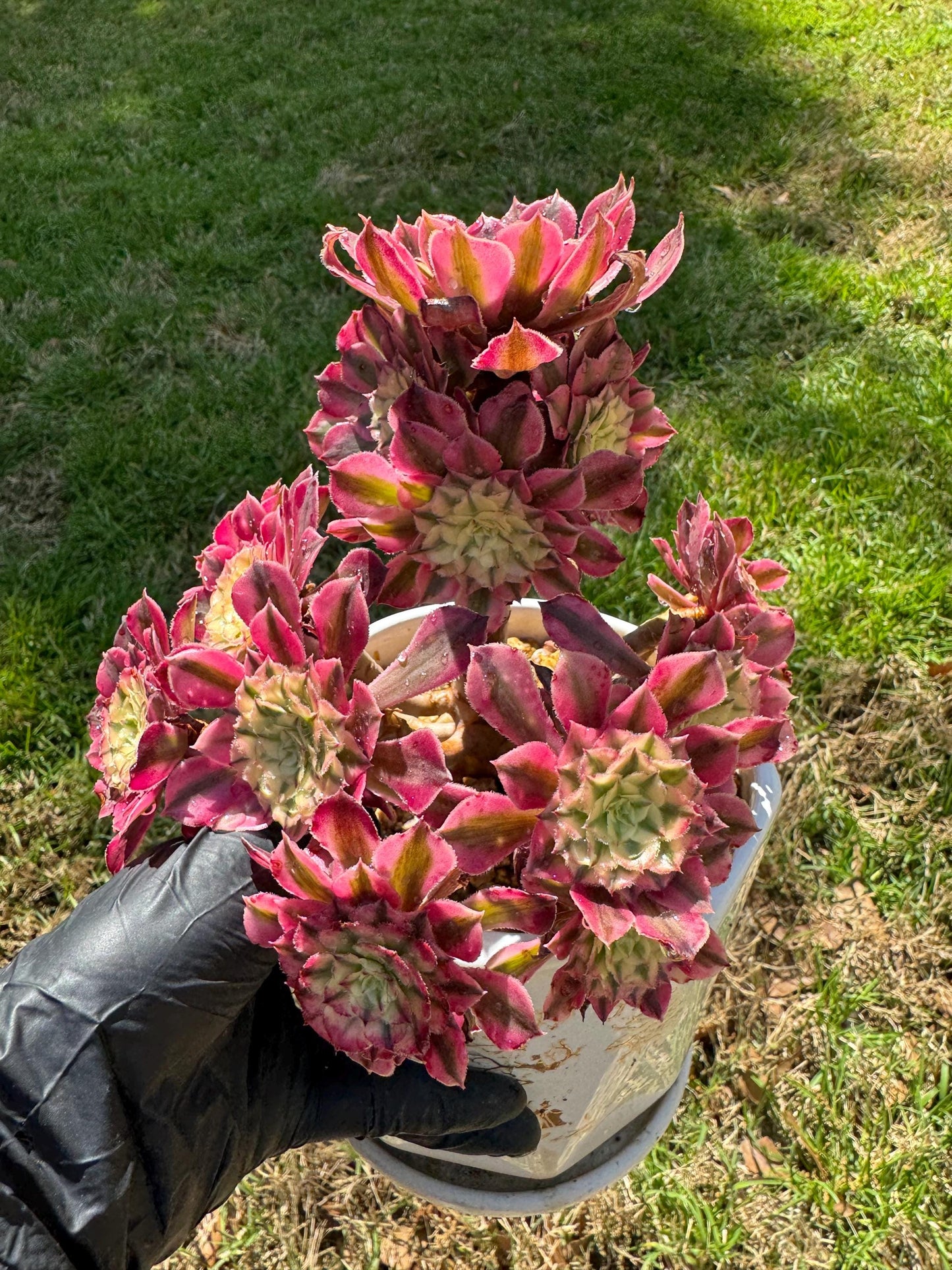 NEW! ‘Aeonium Zwartkin’ with White variegated , 6inches
